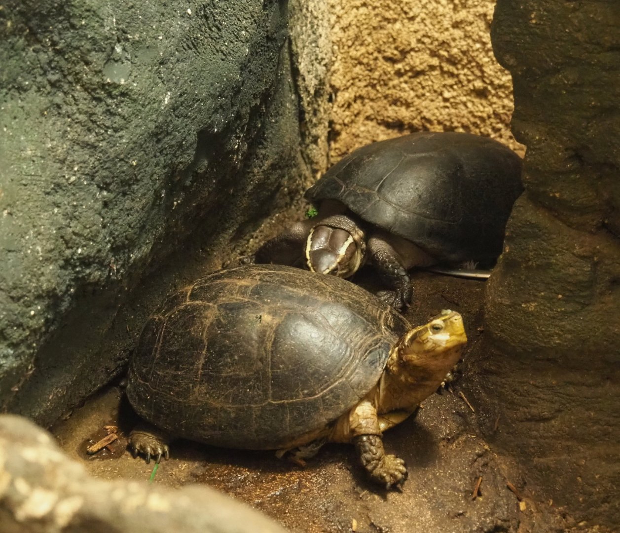 South-east Asian box turtles (Cuora amboinensis)2021-06-12