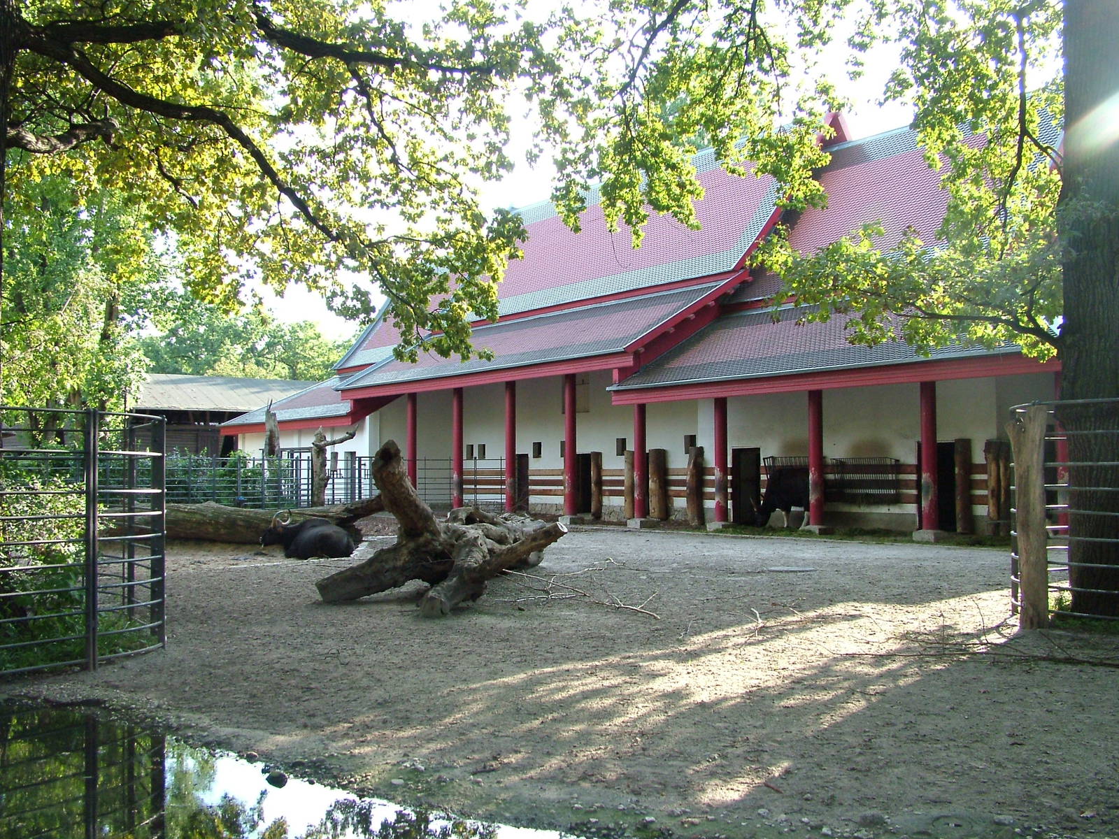 South-east Asian Cattle House at Berlin Zoo, 31/08/11