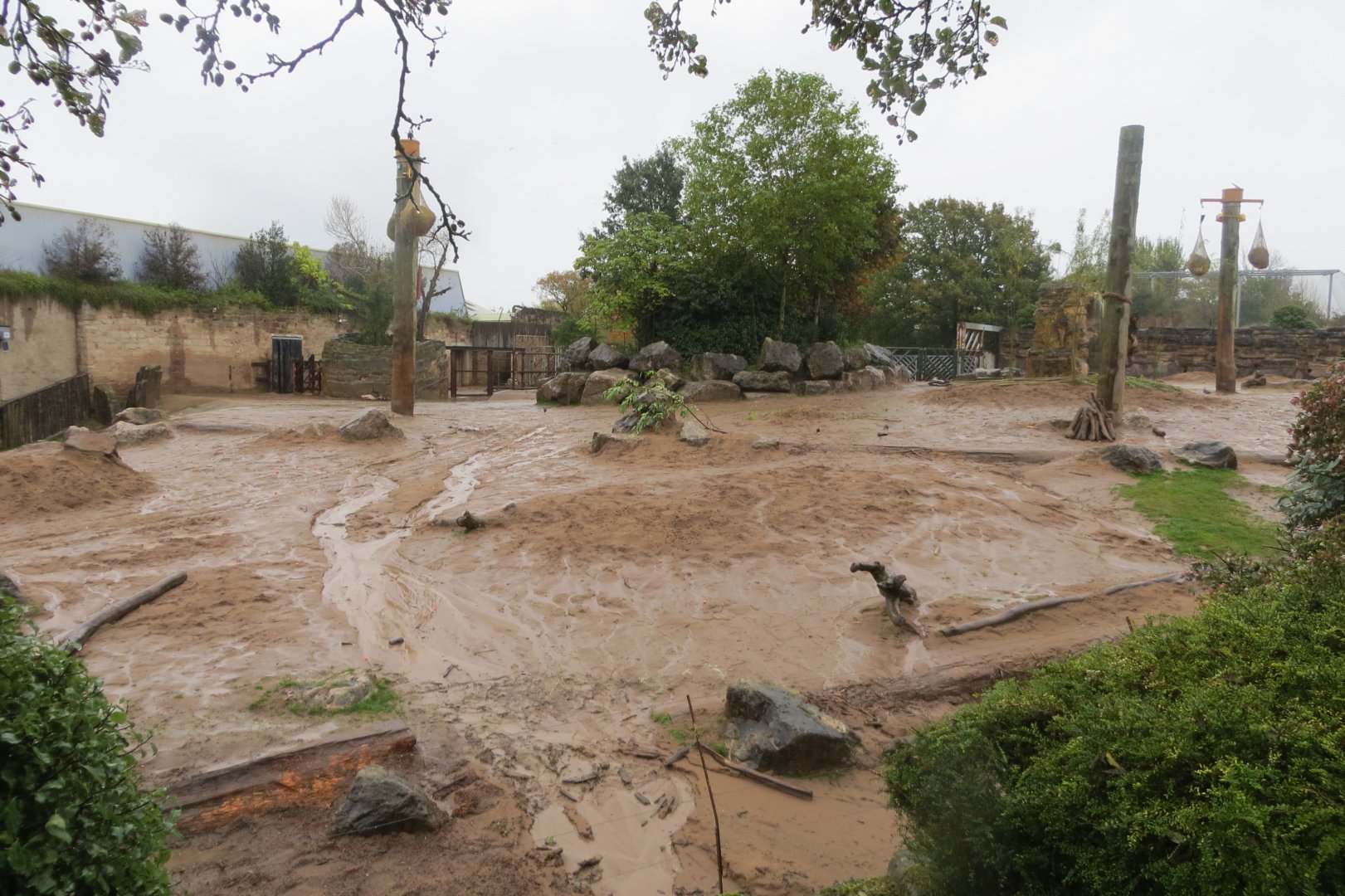 South East Asian Elephant outdoors 261019