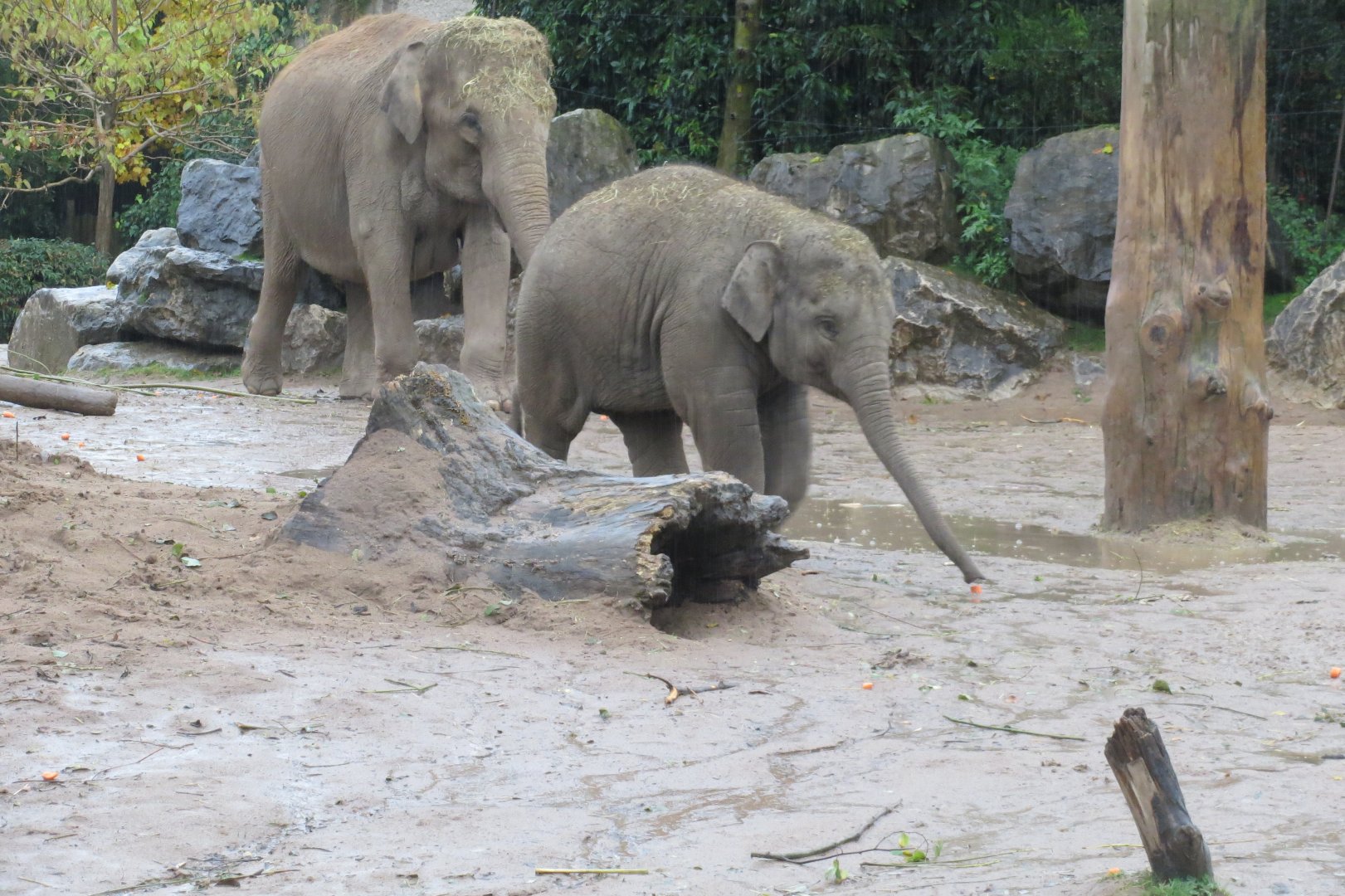 South East Asian elephants 261019