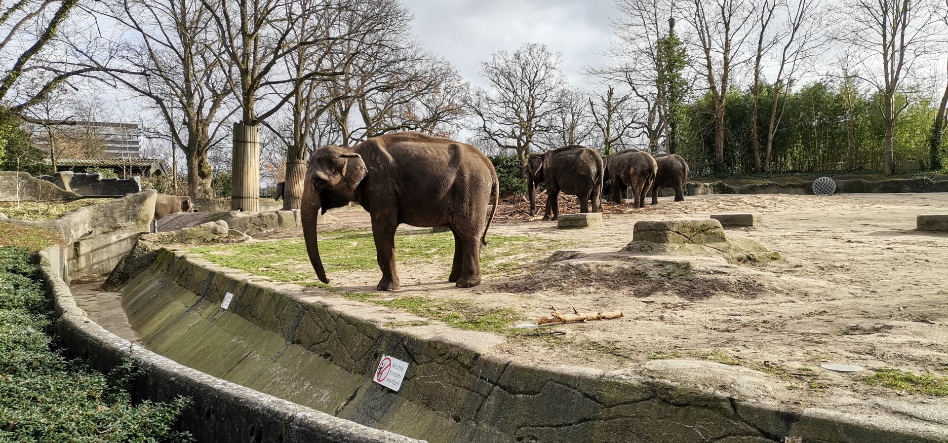 South-East Asian elephants