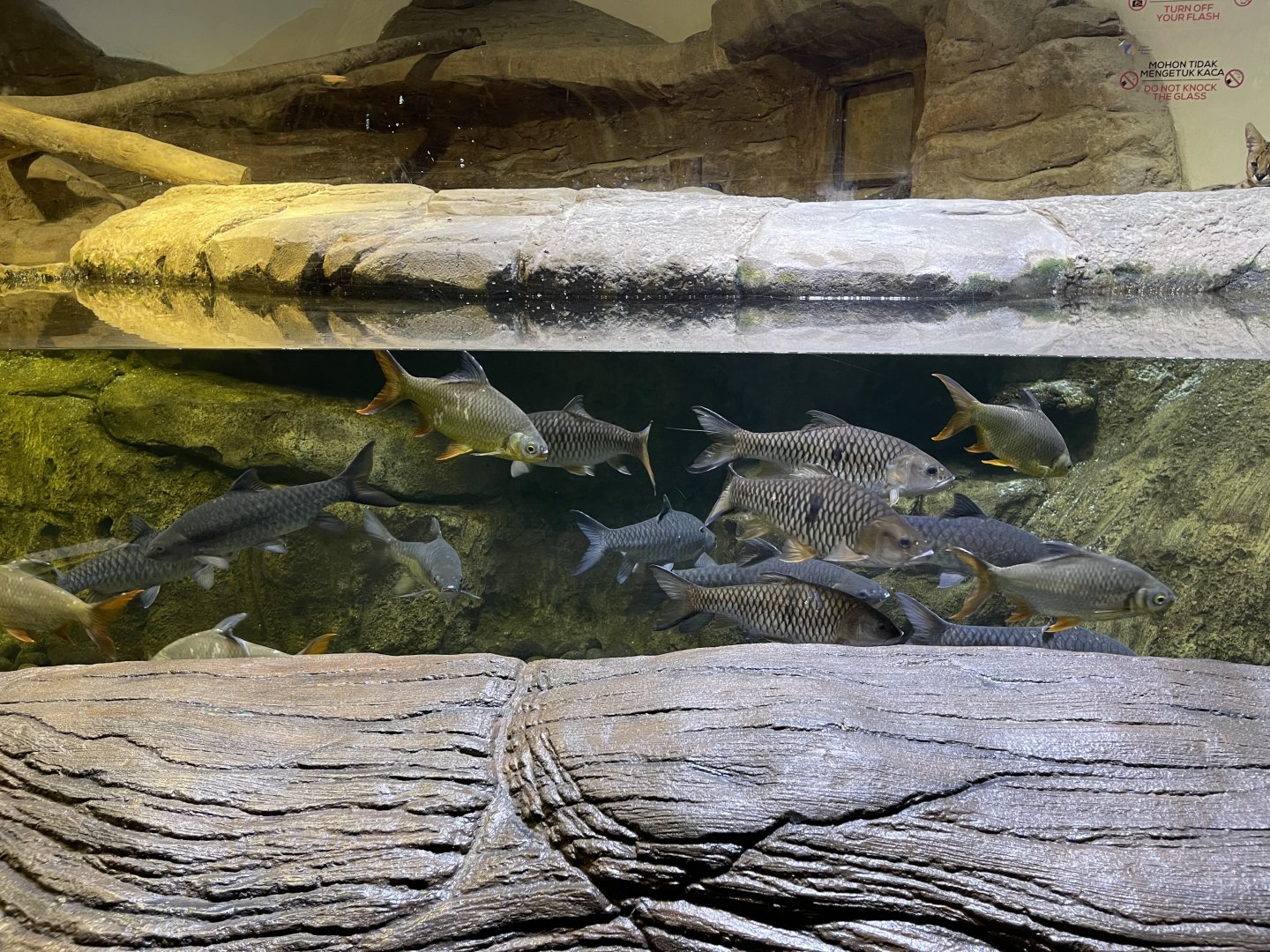 south-east asian fishes