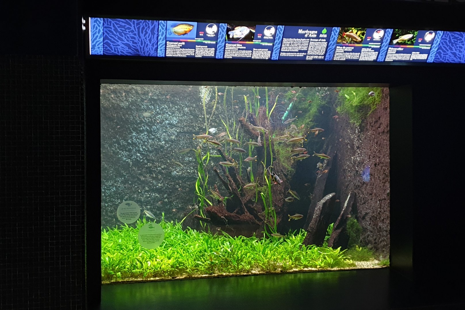South-East Asian freshwater tank