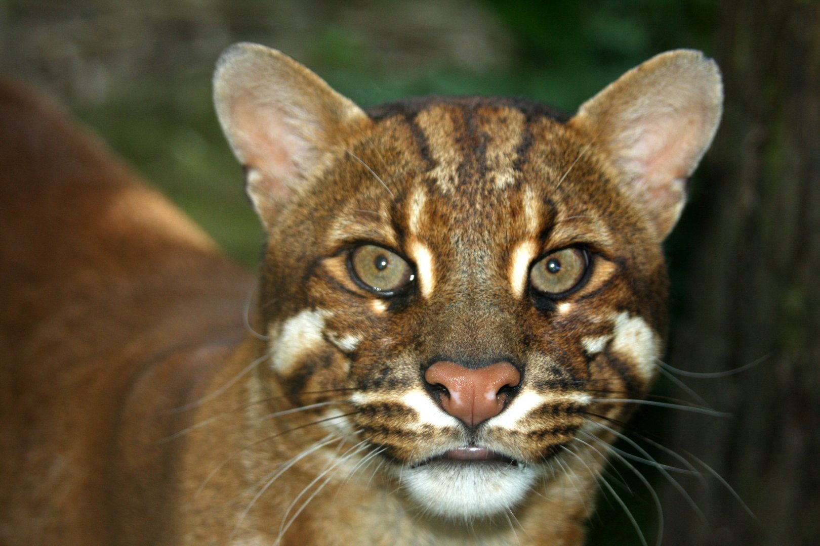South-east Asian golden cat (Catopuma temminckii temminckii) 2010