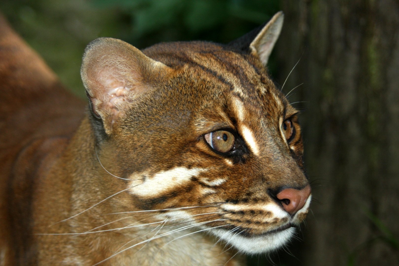 South-east Asian golden cat (Catopuma temminckii temminckii) 2010