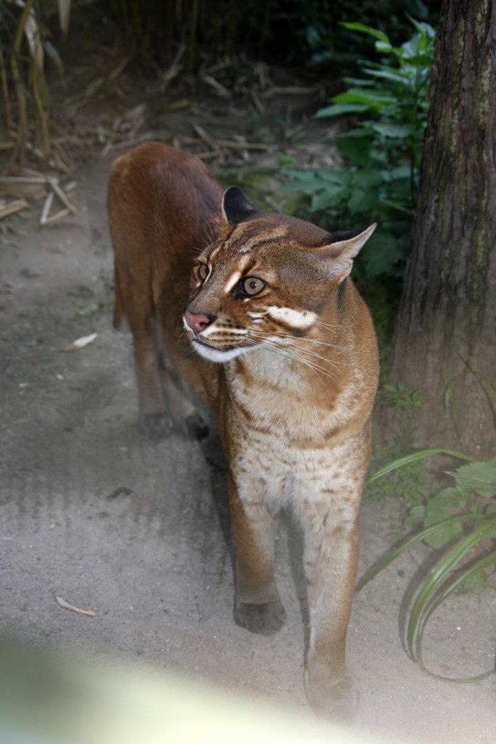 South-east Asian golden cat (Catopuma temminckii temminckii) 2010