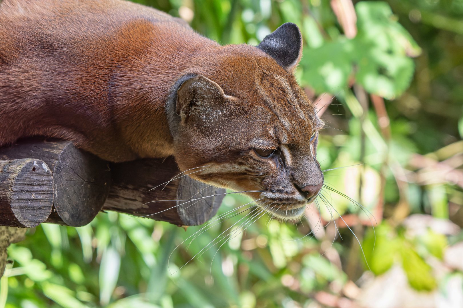 South-east Asian golden cat (Catopuma temminckii temminckii)