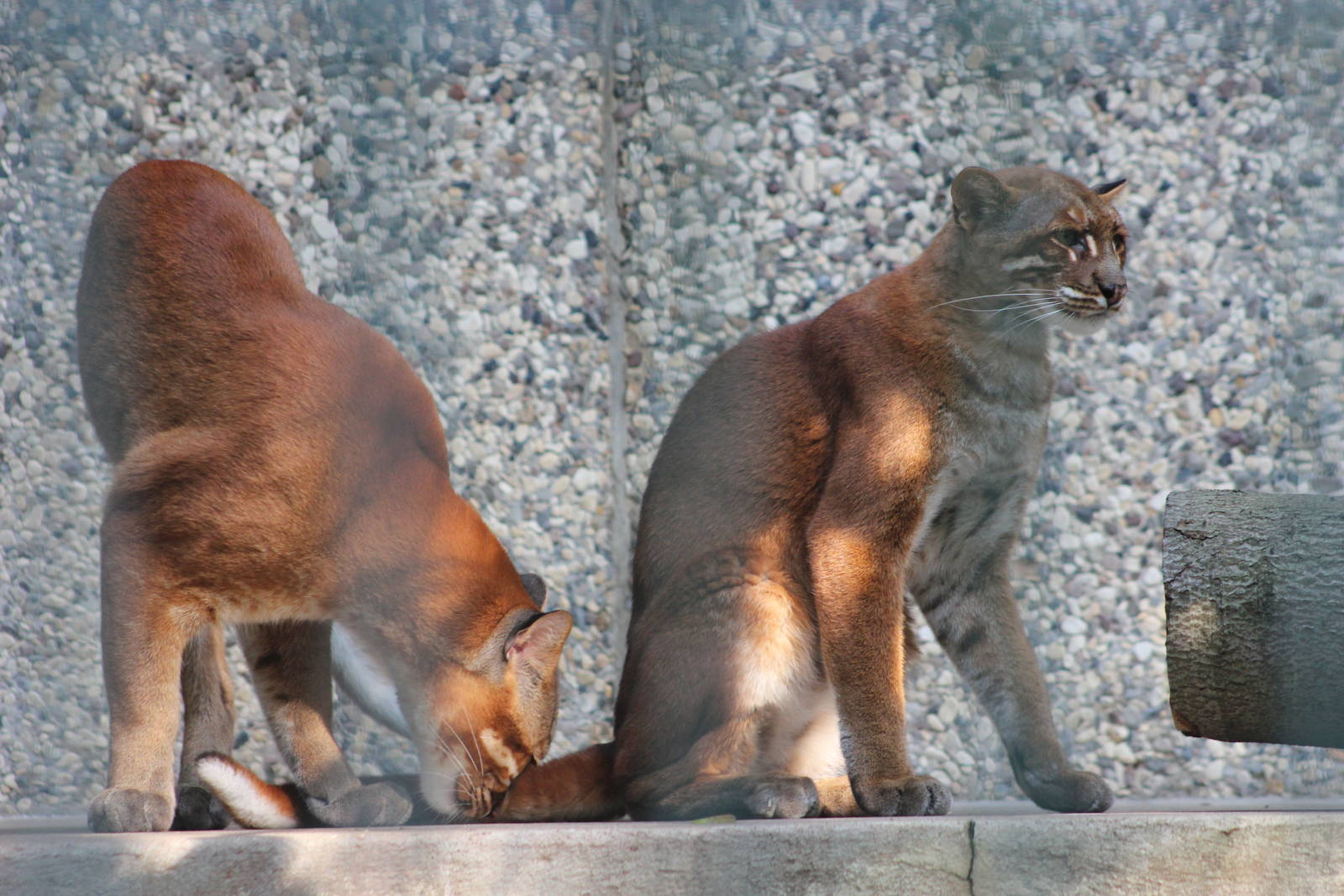 South-East Asian golden cat