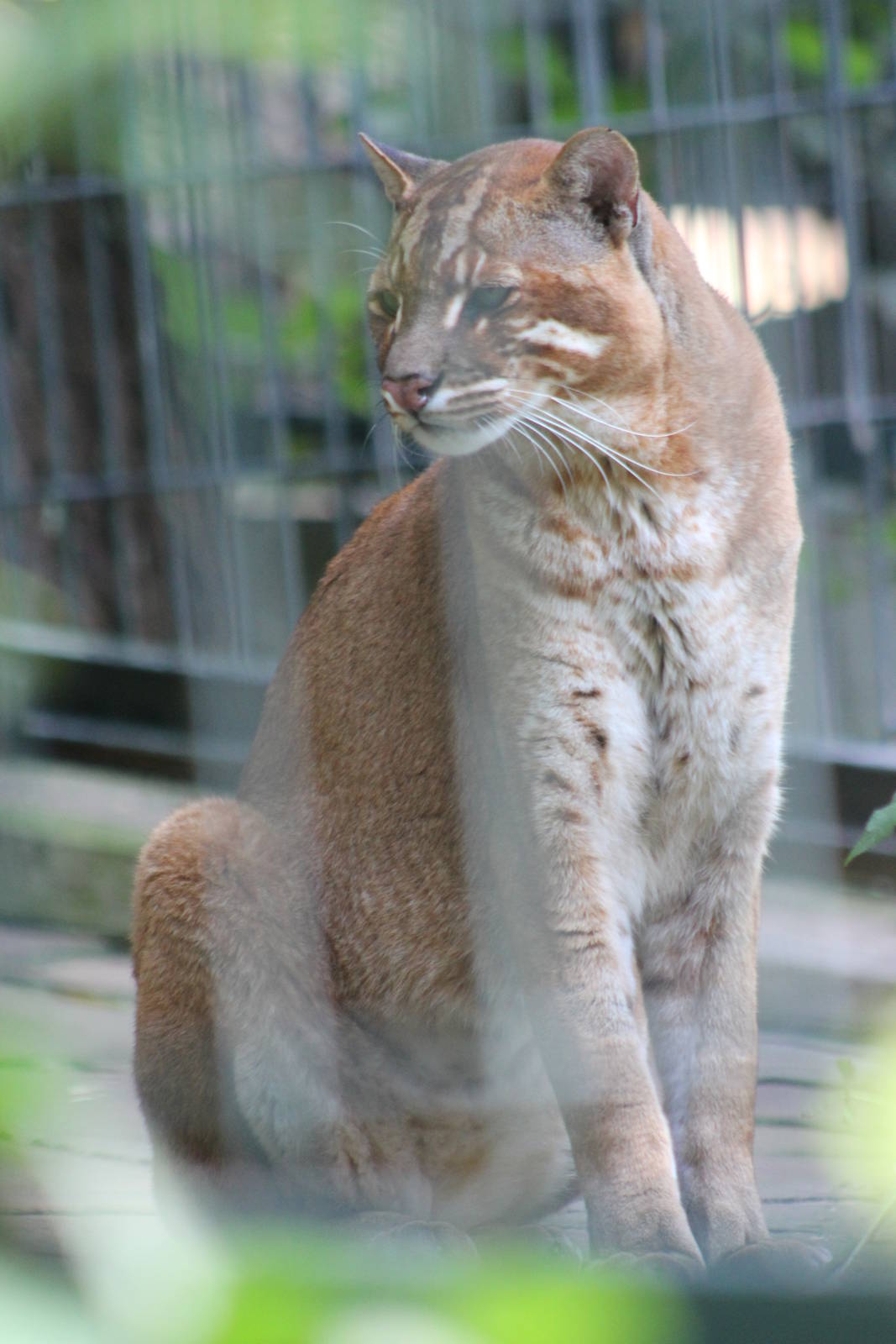 South-East Asian golden cat