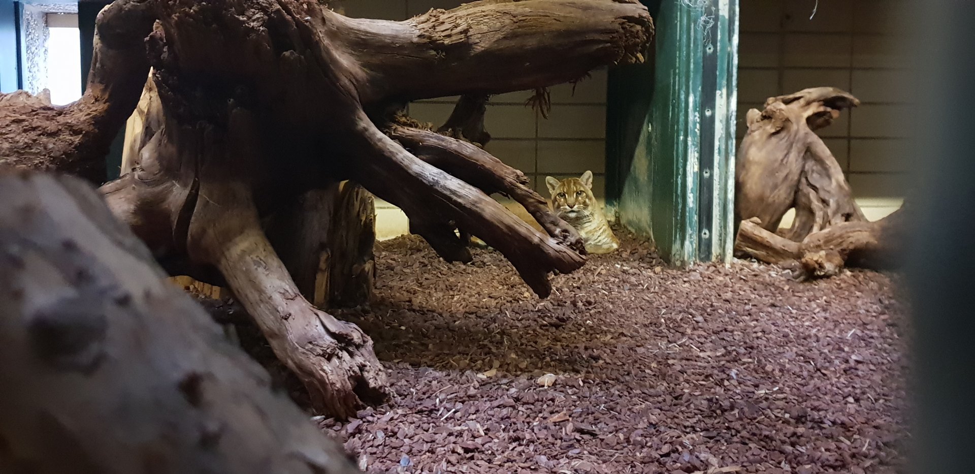 South-east Asian golden cat