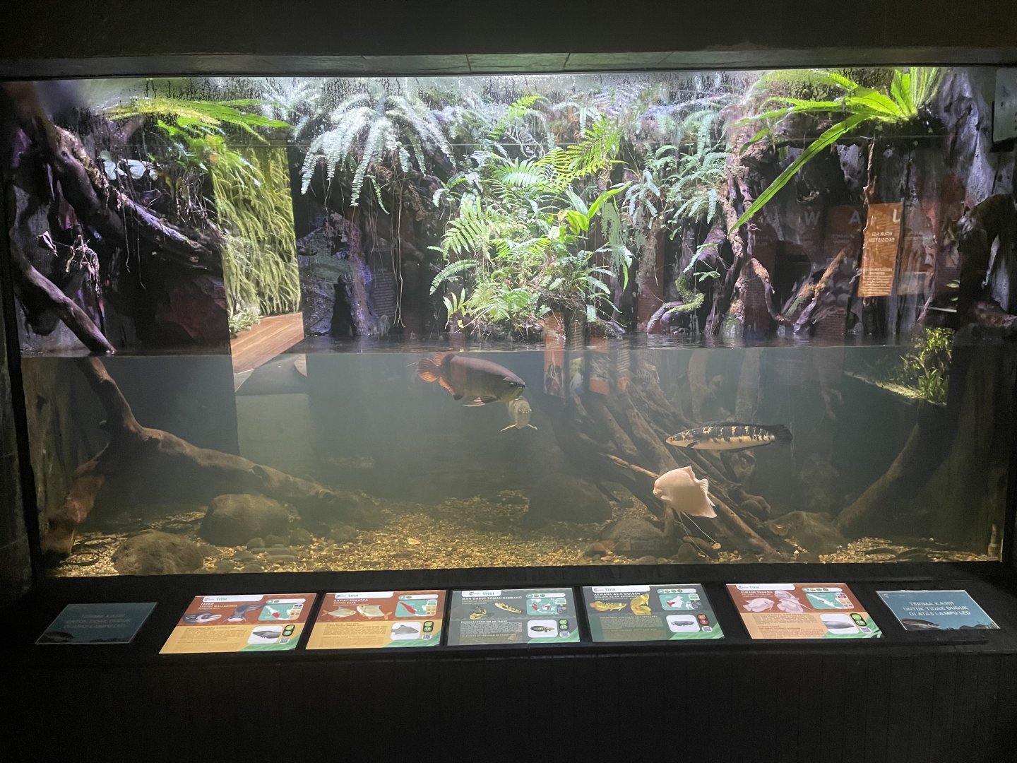 south-east asian tank - dunia air tawar