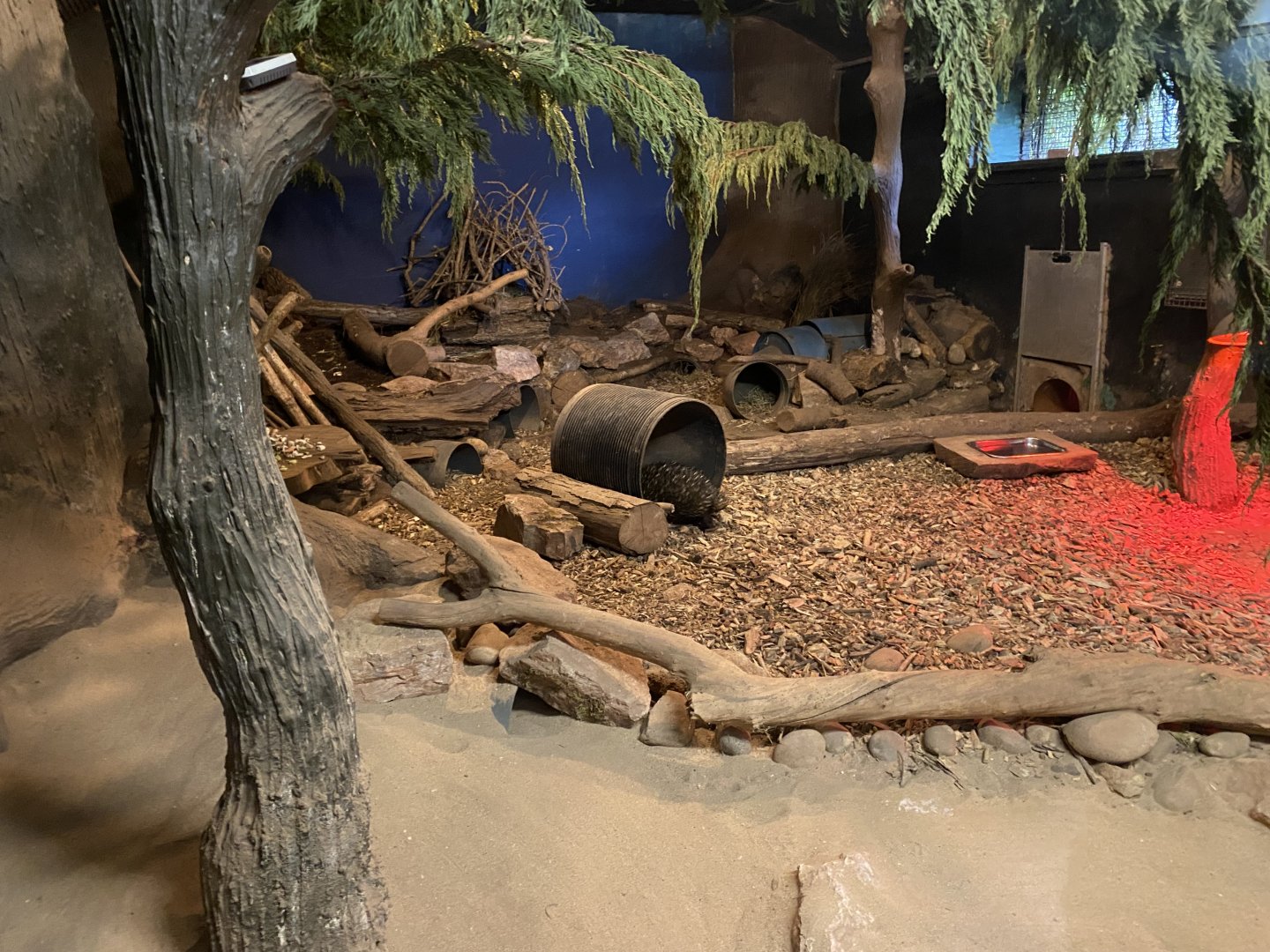 South-east Australian short-beaked echidna enclosure 030925