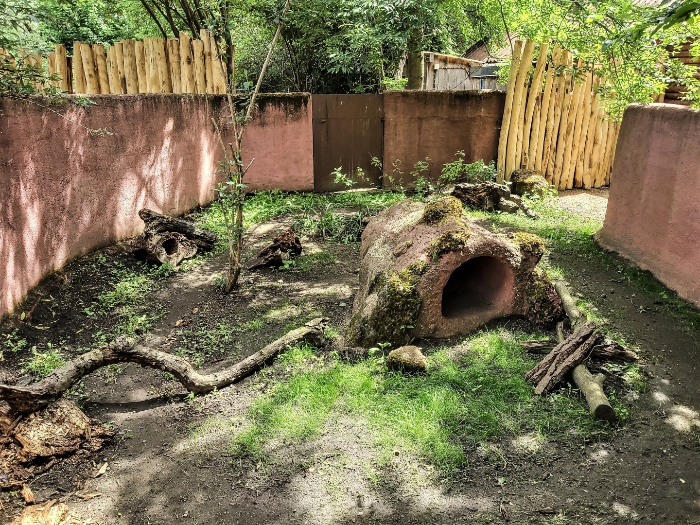 South-east Australian short-beaked echidna outdoor enclosure