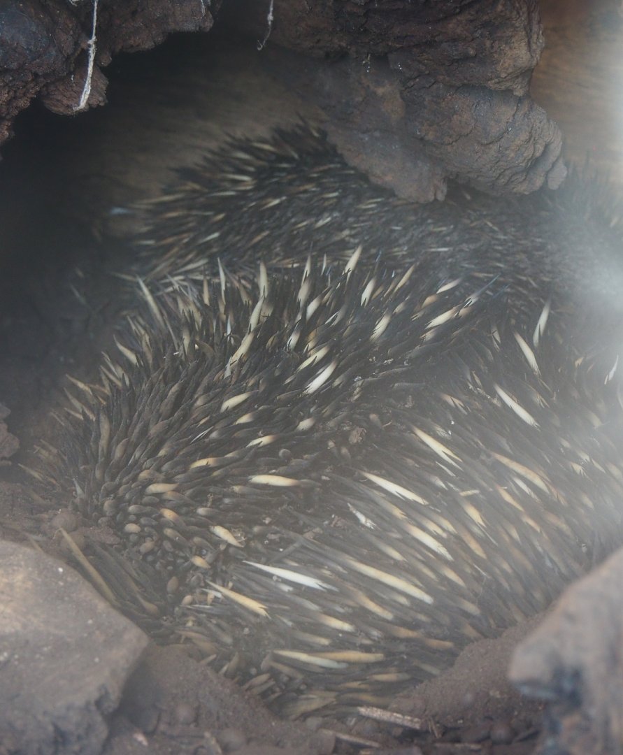 South-east Australian short-beaked echidna pair in a log (Tachyglossus aculeatus aculeatus), 2020-09-16
