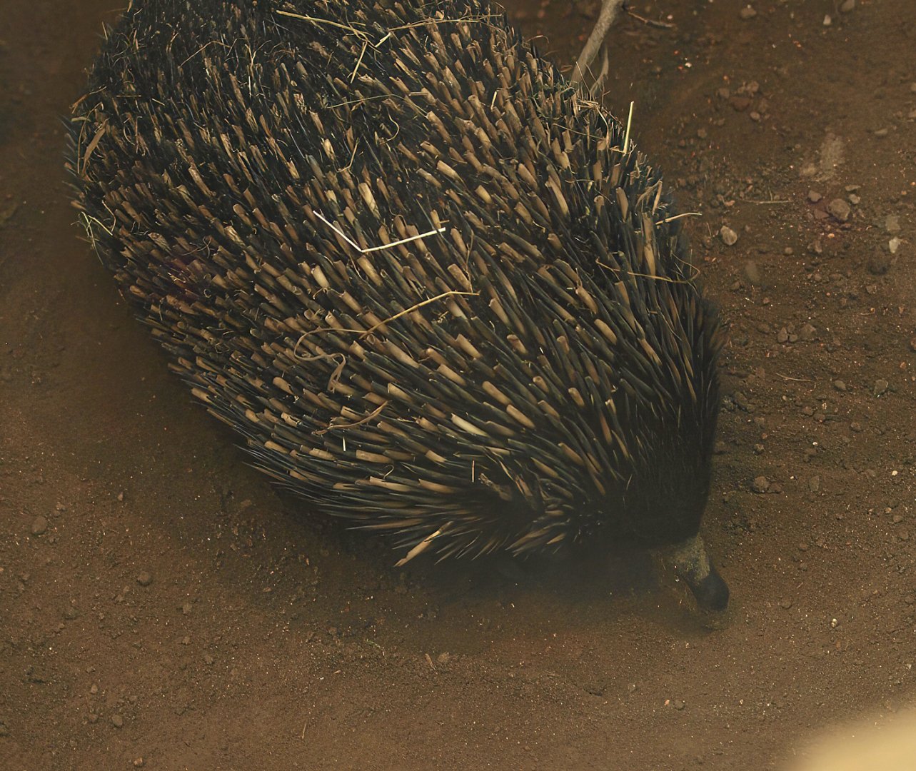 South-east Australian short-beaked echidna (Tachyglossus aculeatus aculeatus), 2014-10-19