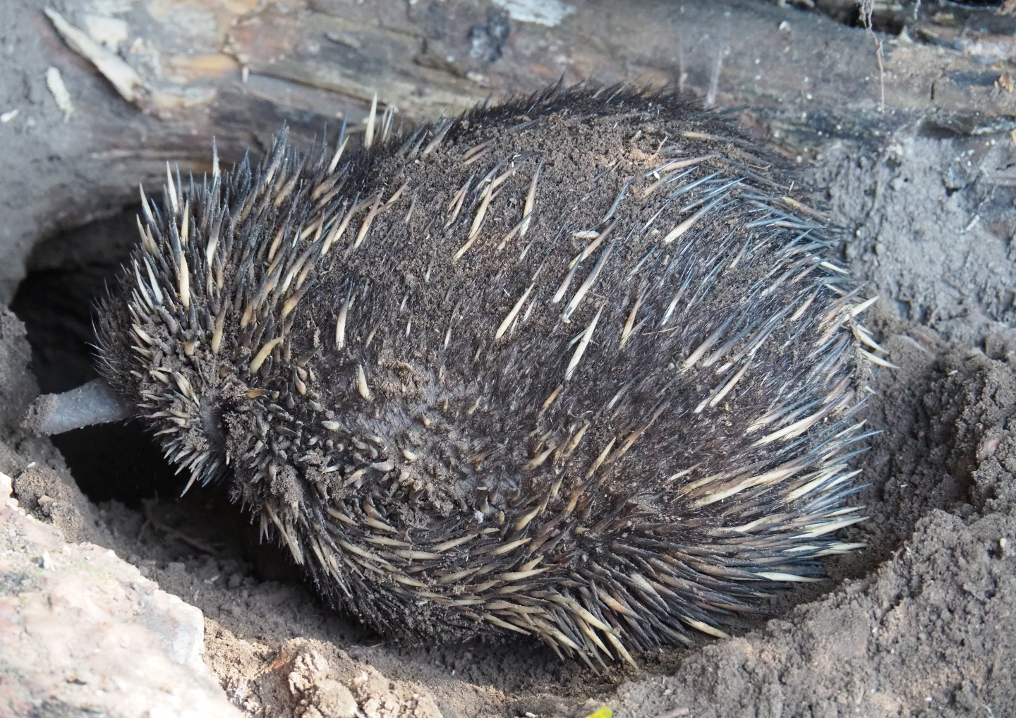 South-east Australian short-beaked echidna (Tachyglossus aculeatus aculeatus), 2019-05-31