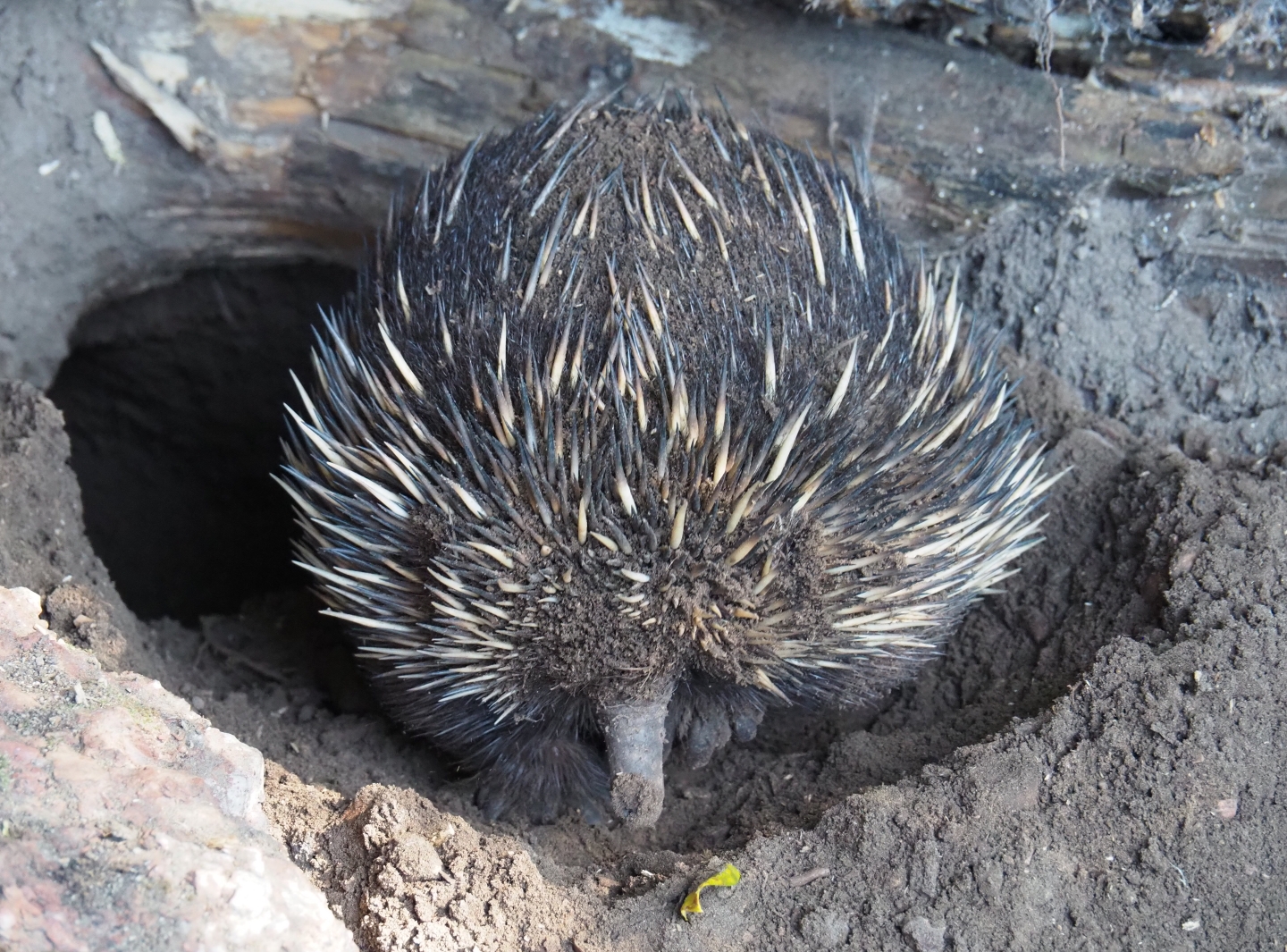 South-east Australian short-beaked echidna (Tachyglossus aculeatus aculeatus), 2019-05-31