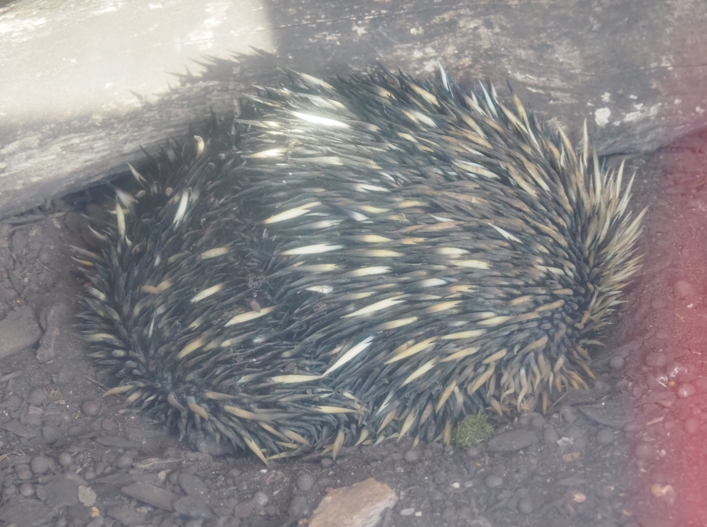 South-east Australian short-beaked echidna (Tachyglossus aculeatus aculeatus), 2021-02-14