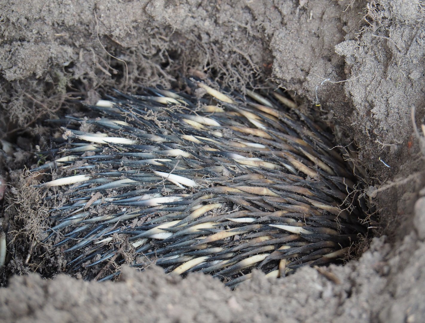 South-east Australian short-beaked echidna (Tachyglossus aculeatus aculeatus), 2021-04-20