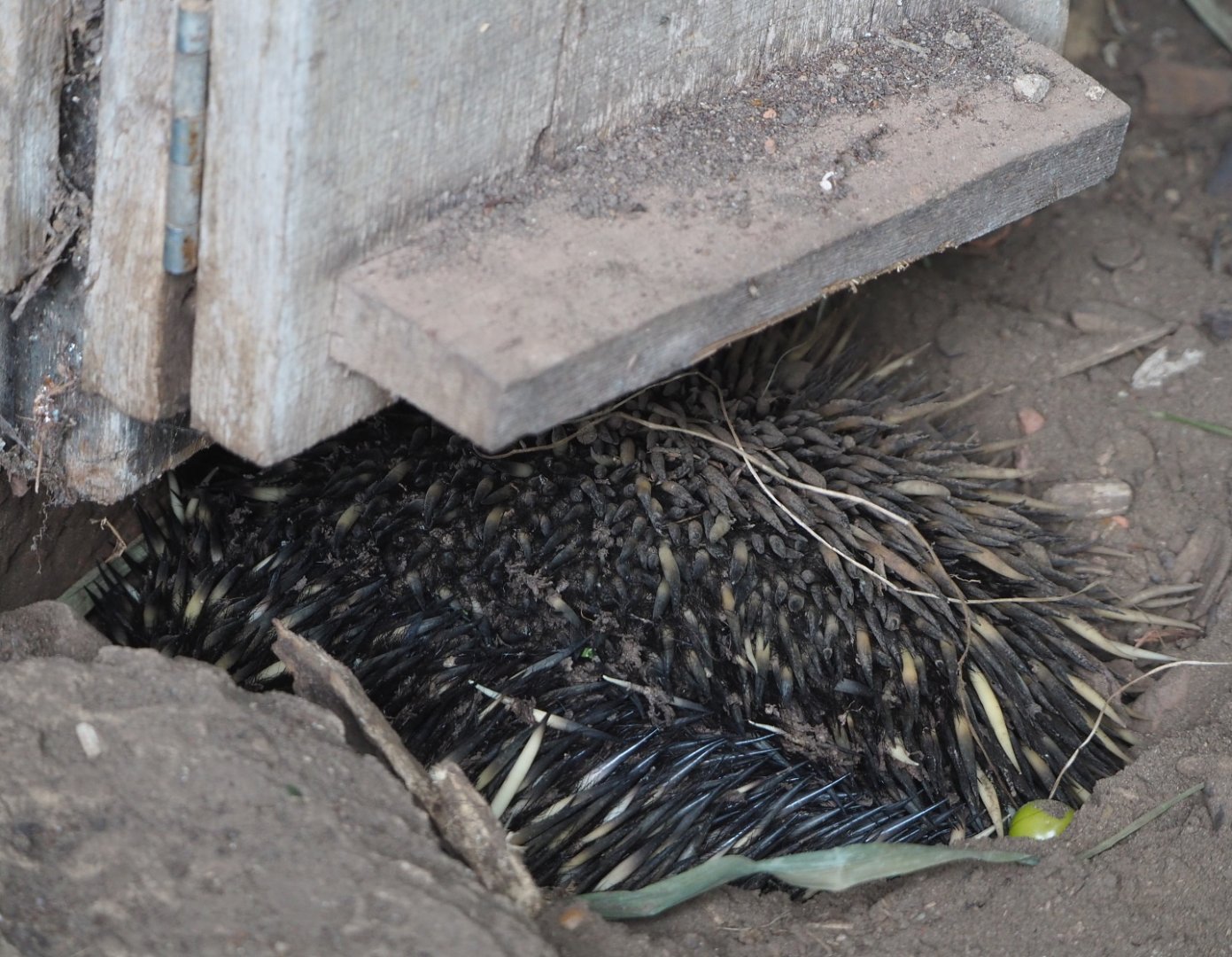 South-east Australian short-beaked echidna (Tachyglossus aculeatus aculeatus), 2021-07-20