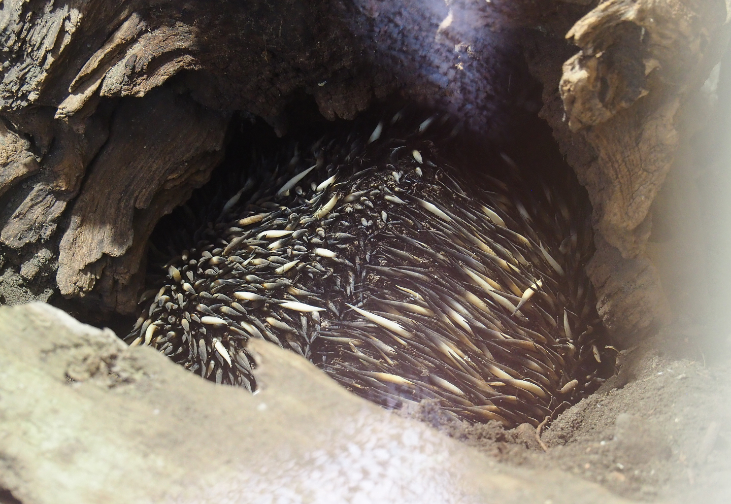 South-east Australian short-beaked echidna (Tachyglossus aculeatus aculeatus), 2022-04-12