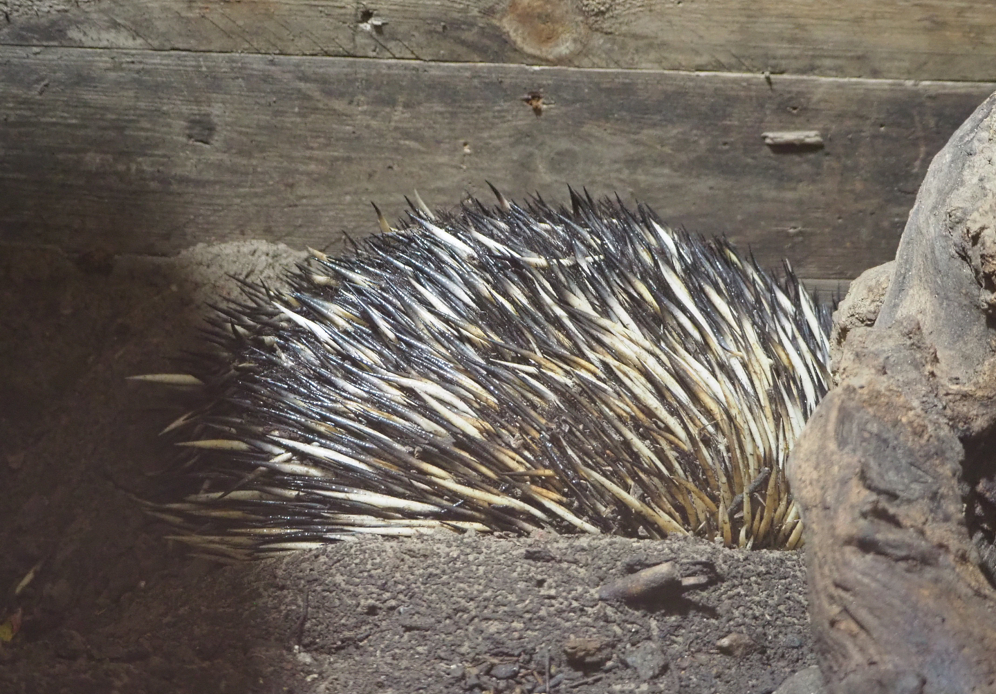South-east Australian short-beaked echidna (Tachyglossus aculeatus aculeatus), 2022-06-15