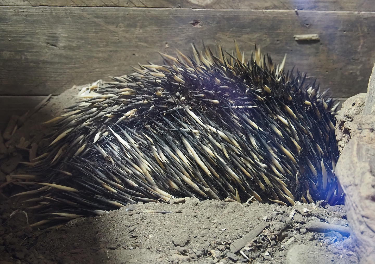 South-east Australian short-beaked echidna (Tachyglossus aculeatus aculeatus), 2022-07-16