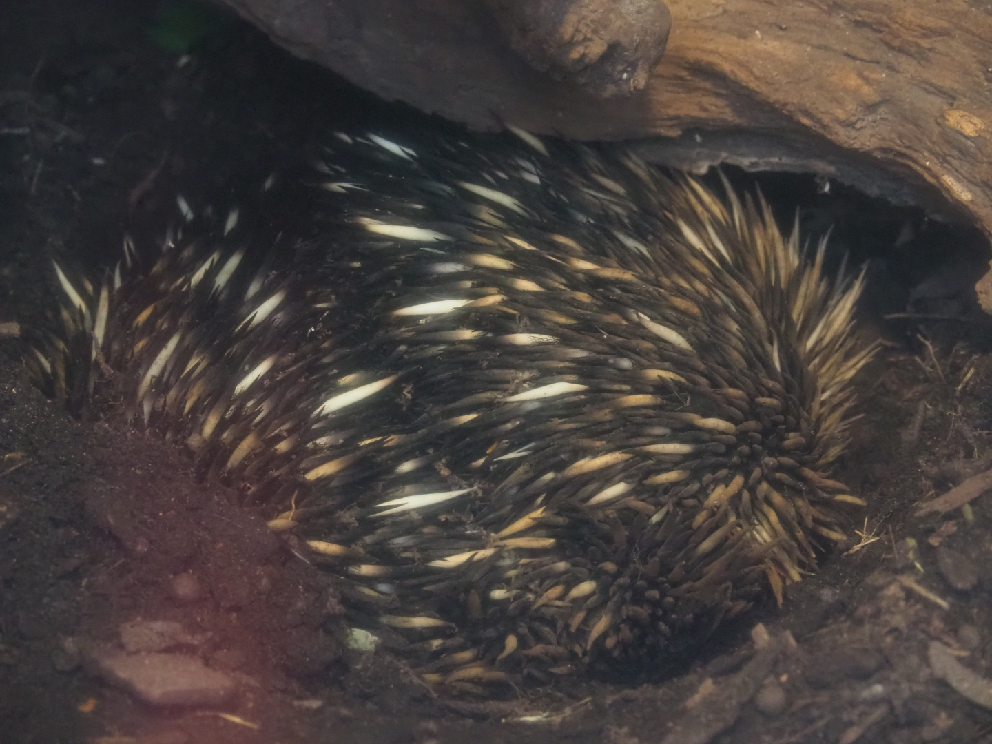 South-east Australian short-beaked echidnas (Tachyglossus aculeatus aculeatus), 2020-01-11