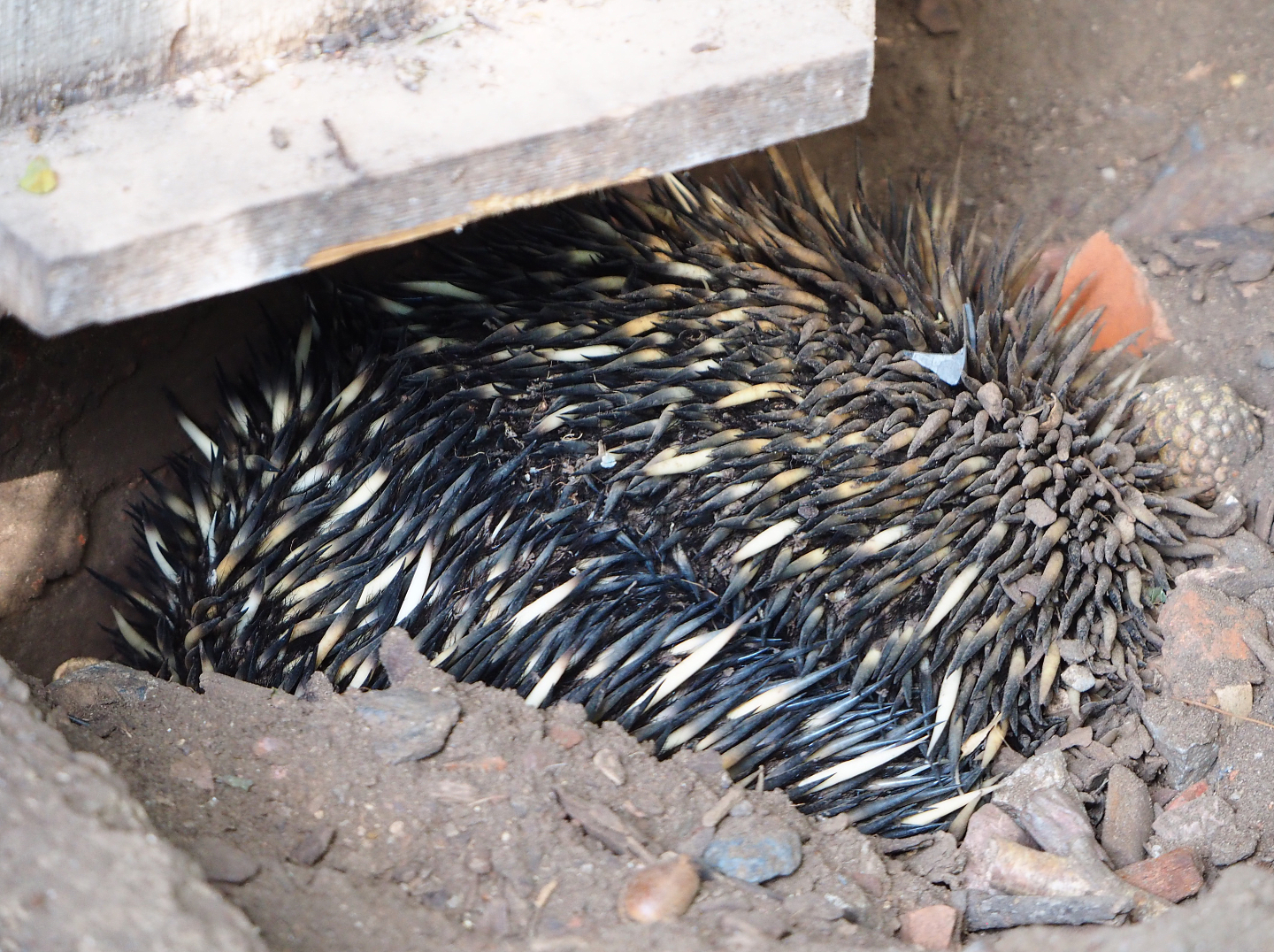 South-east Australian short-beaked echidnas (Tachyglossus aculeatus aculeatus), 2020-06-12