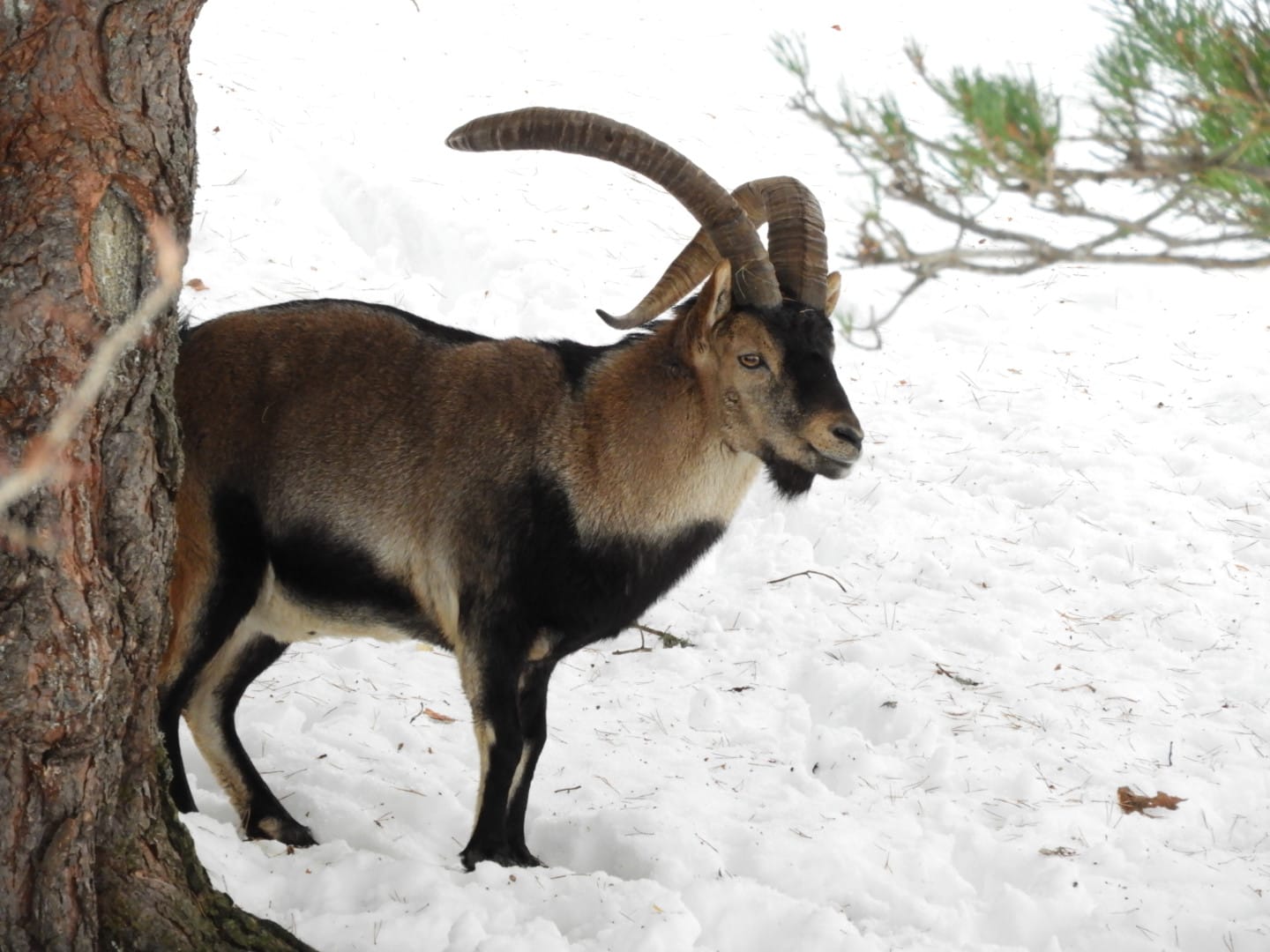 South-east iberian ibex -Lacuniacha (2021)