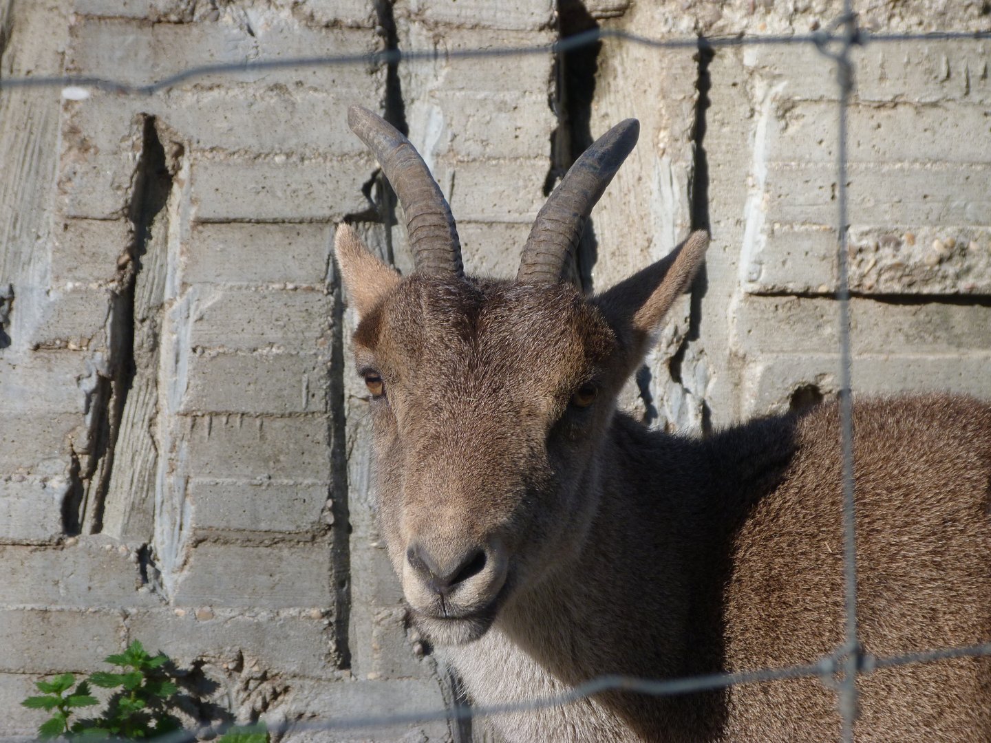 South-east Iberian ibex -Zoo Aquarium de Madrid (2025)