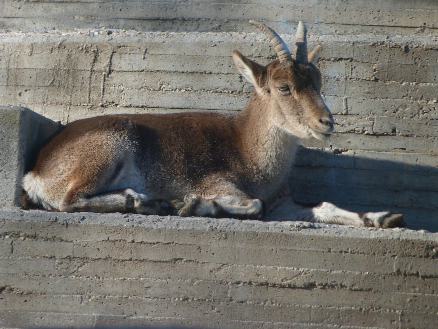 South-east Iberian ibex -Zoo Aquarium de Madrid (2025)