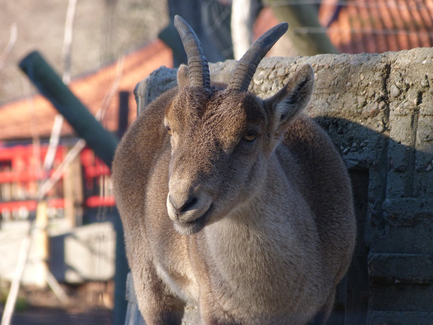 South-east Iberian ibex -Zoo Aquarium de Madrid (2025)