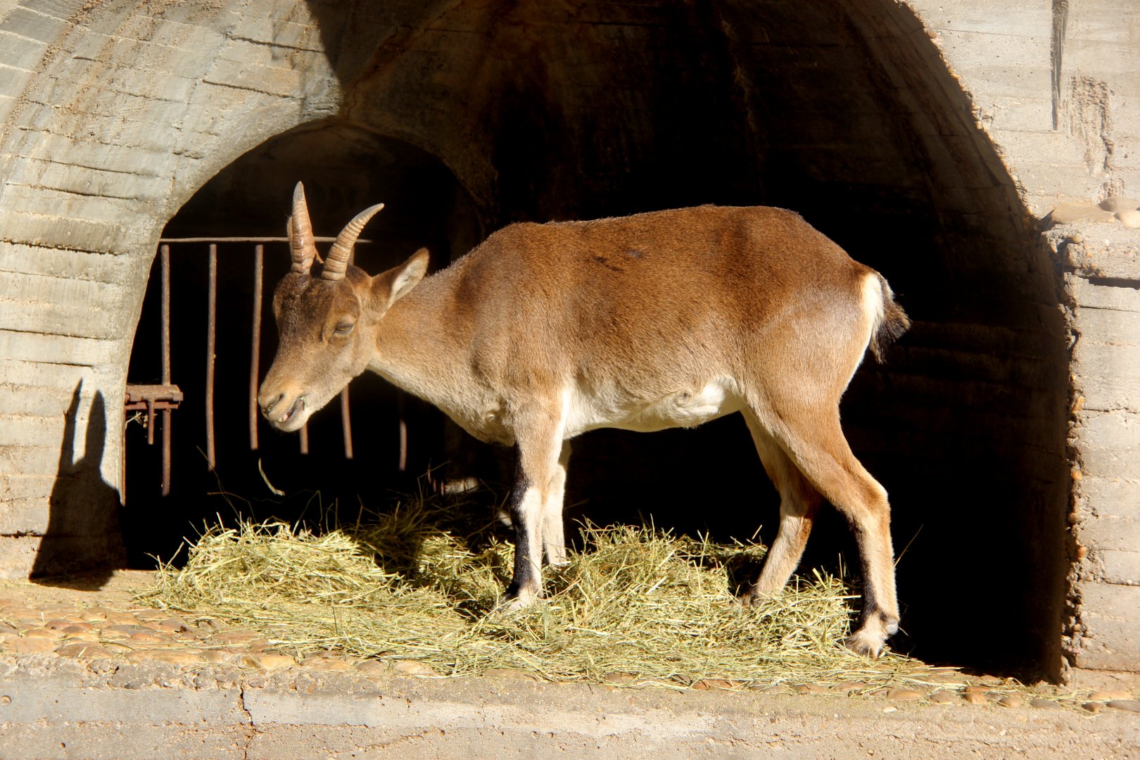 South-east Spanish ibex (Capra pyrenaica hispanica)