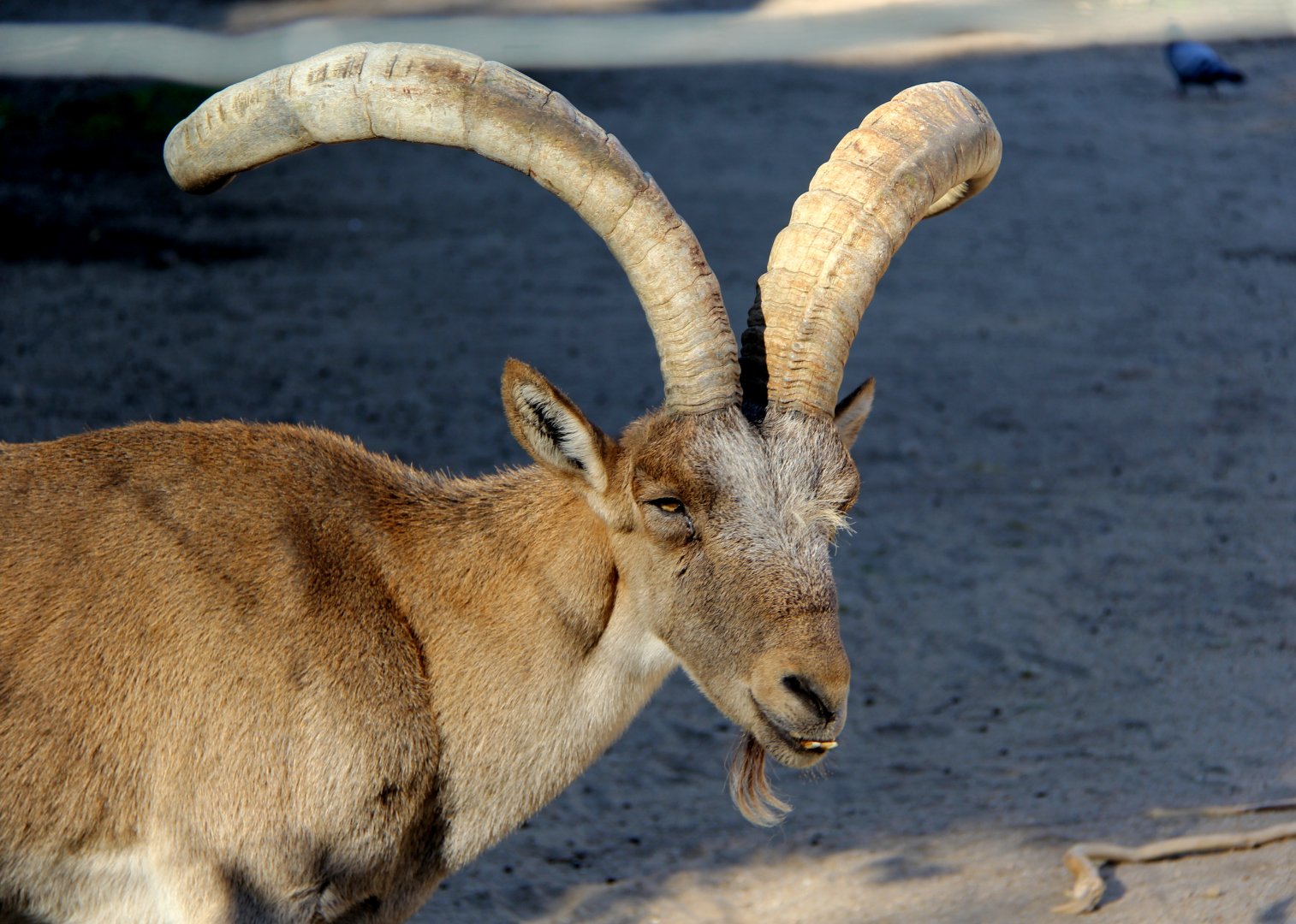 South-east Spanish ibex (Capra pyrenaica hispanica)