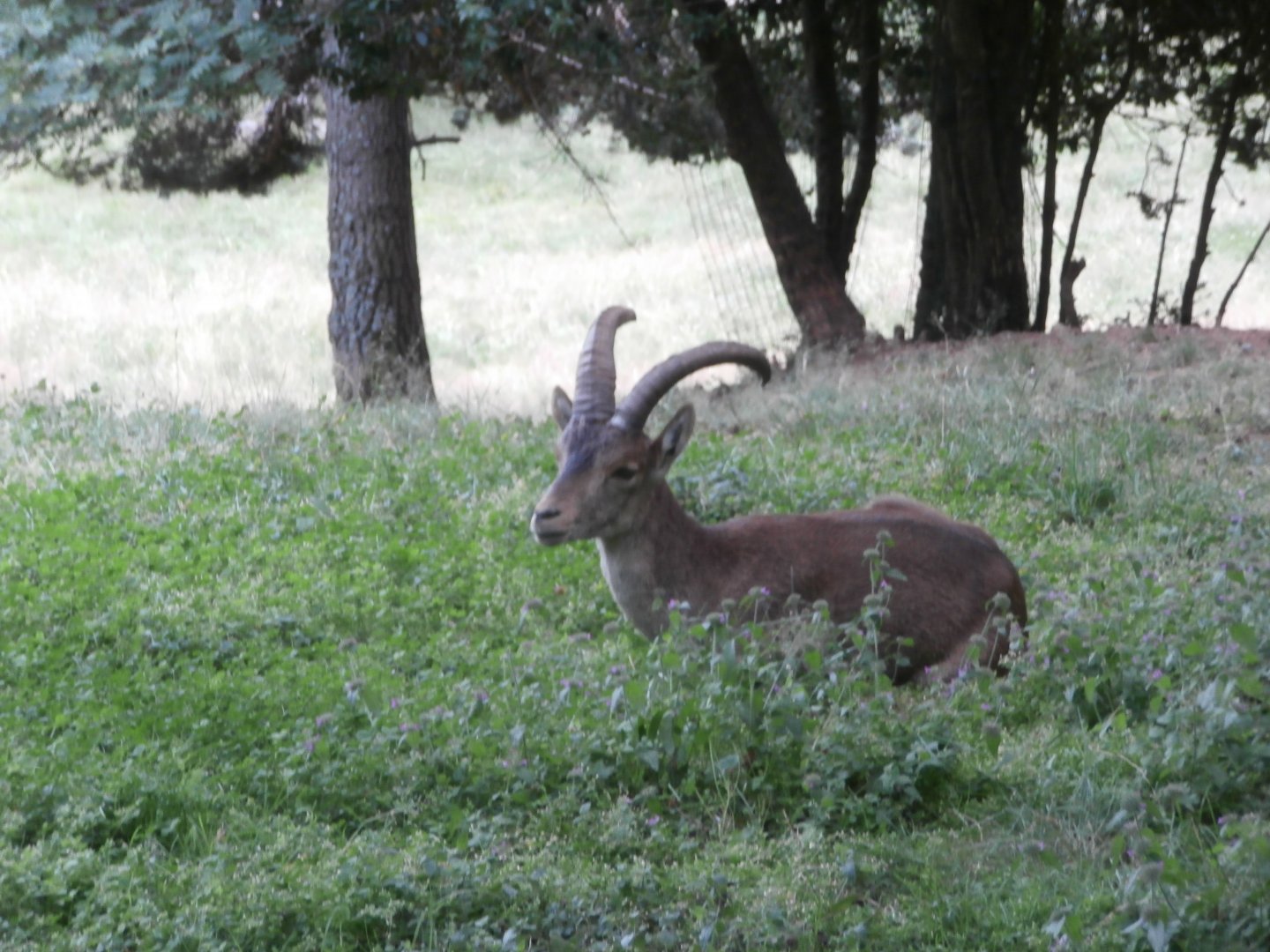South-east Spanish ibex- Lacuniacha