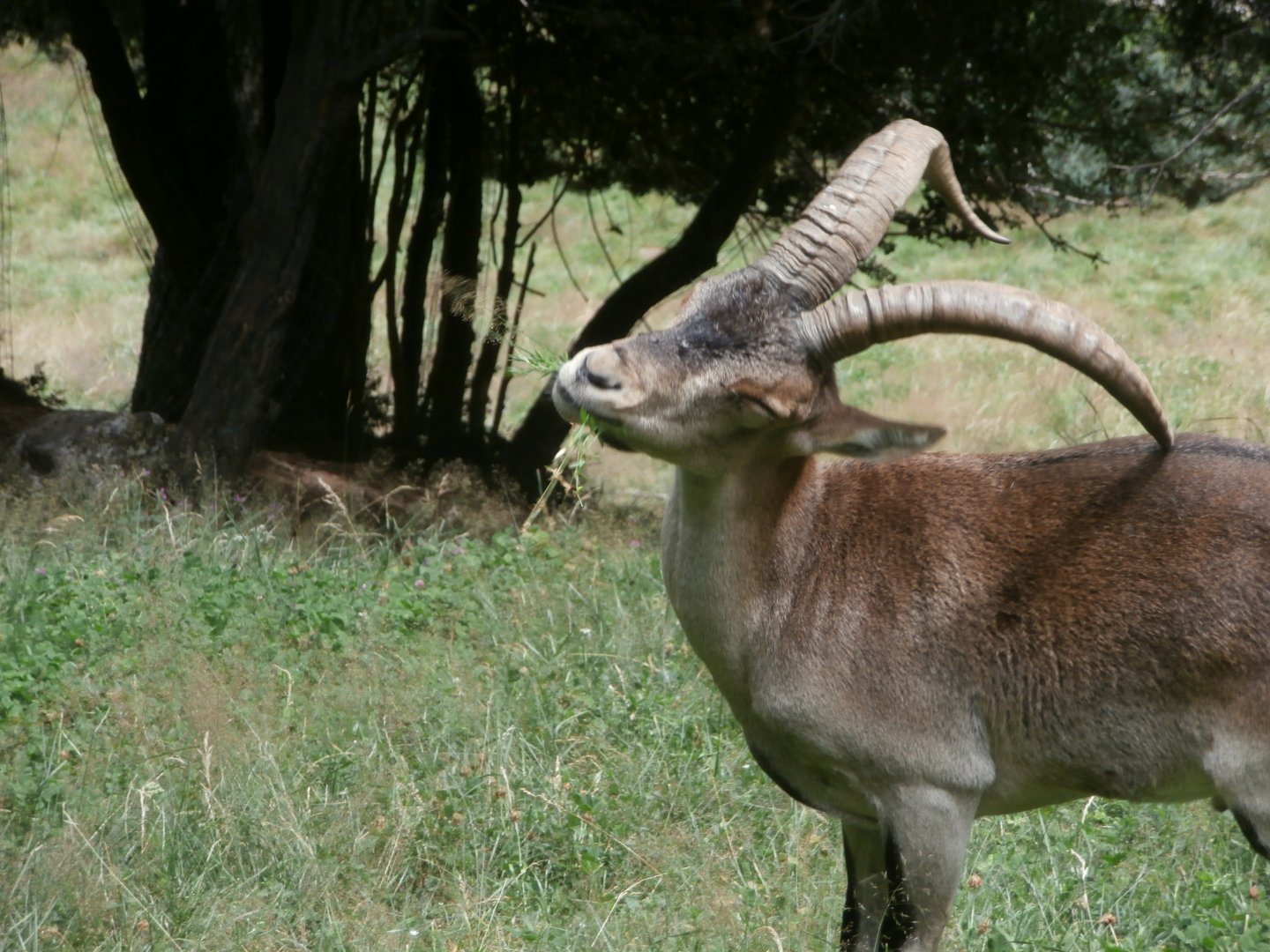South-east Spanish ibex- Lacuniacha