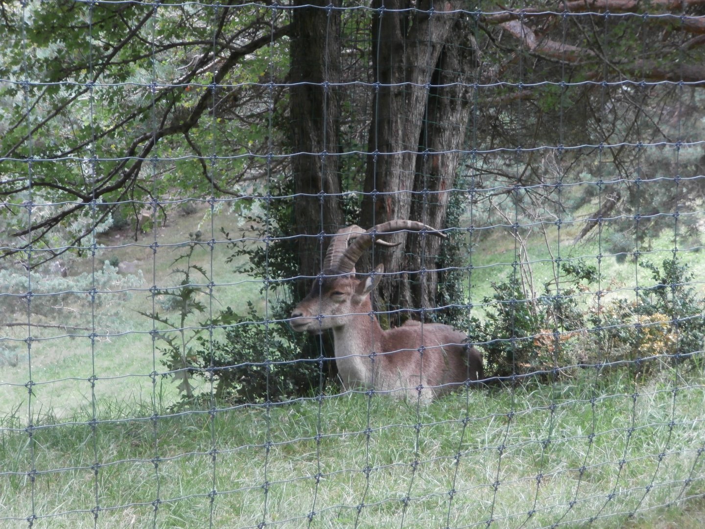 South-east Spanish ibex- Lacuniacha