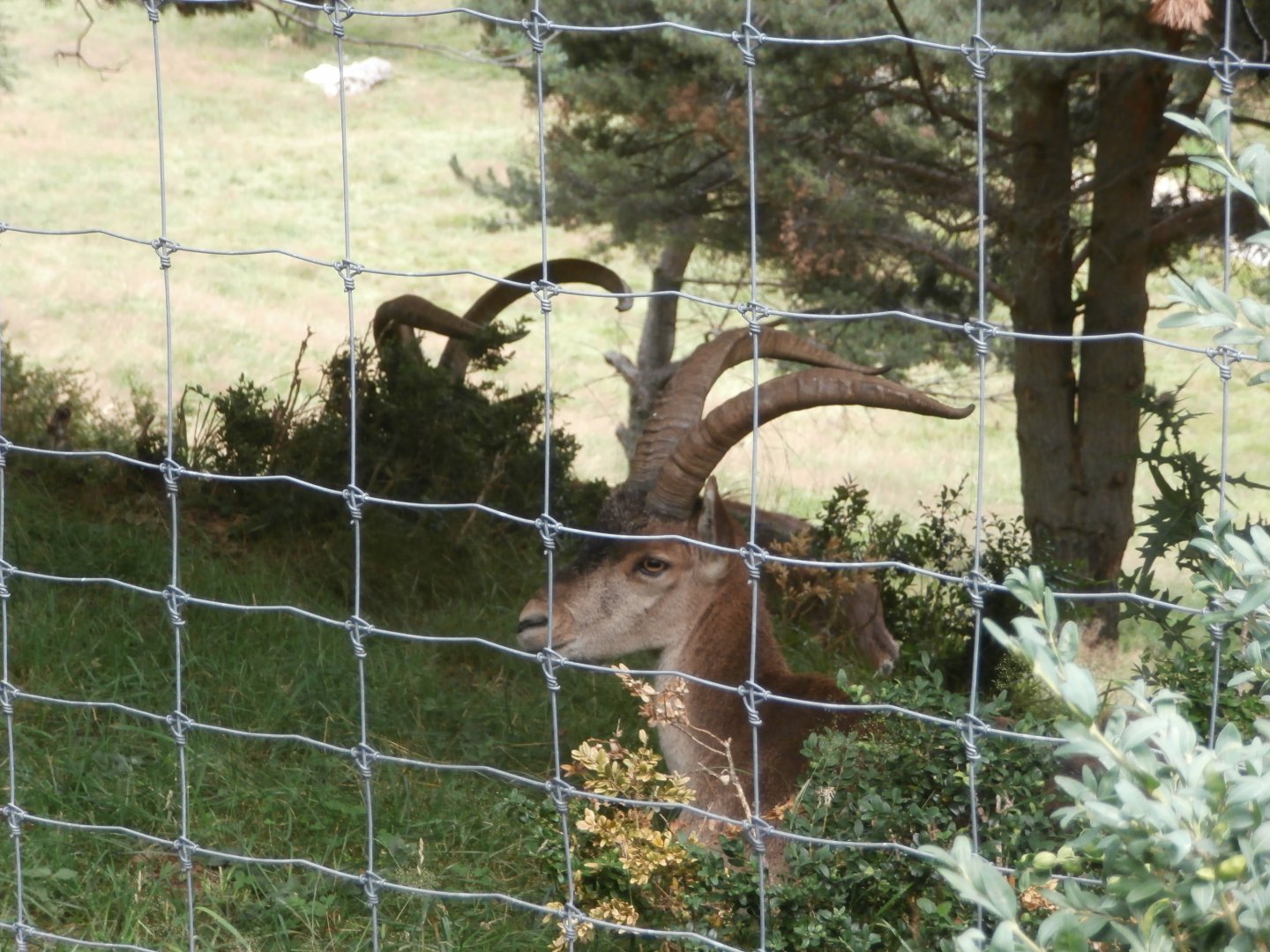 South-east Spanish ibex- Lacuniacha