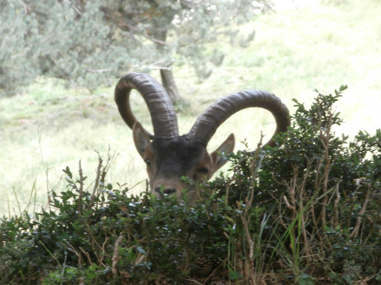 South-east Spanish ibex- Lacuniacha