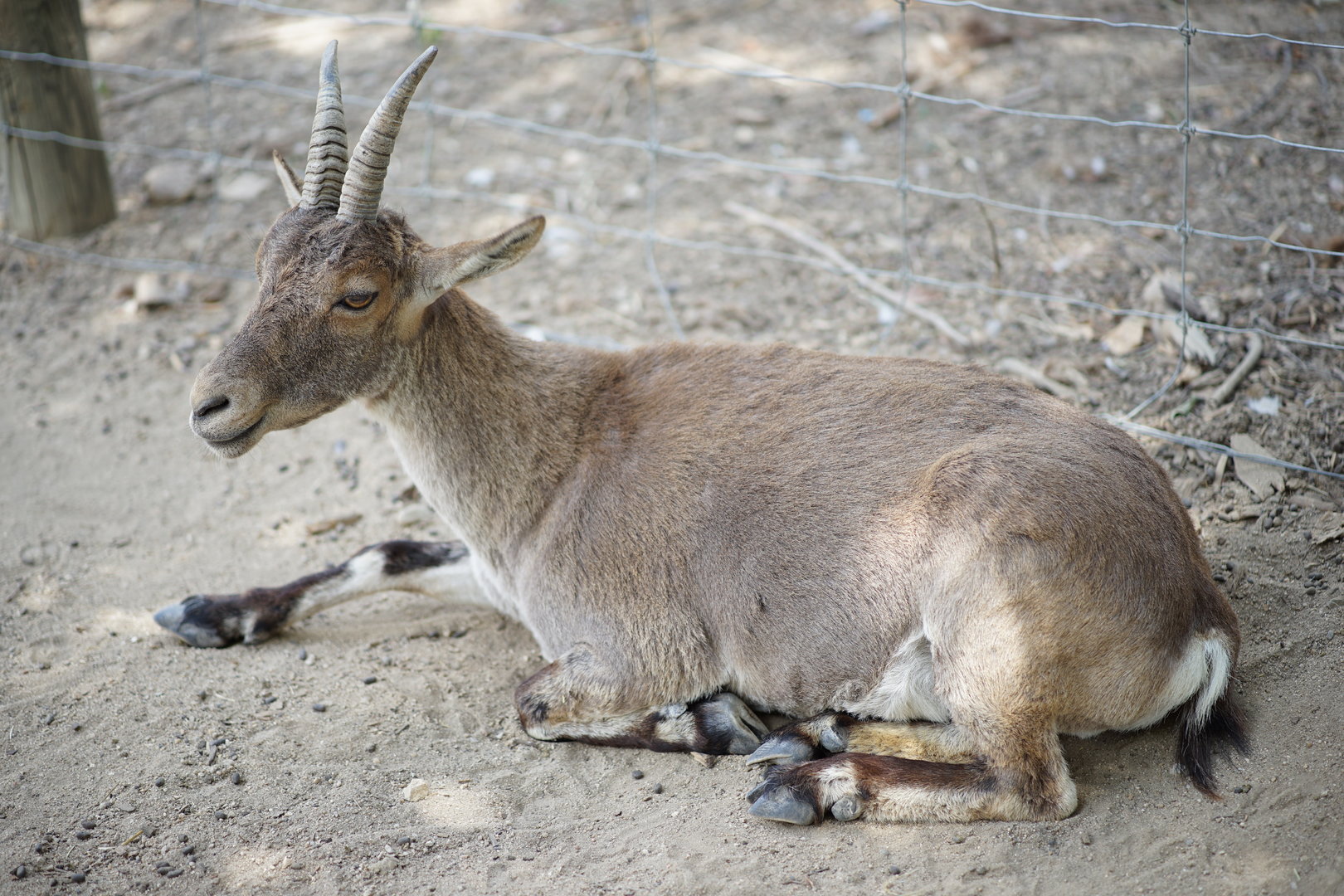 South-east Spanish Ibex