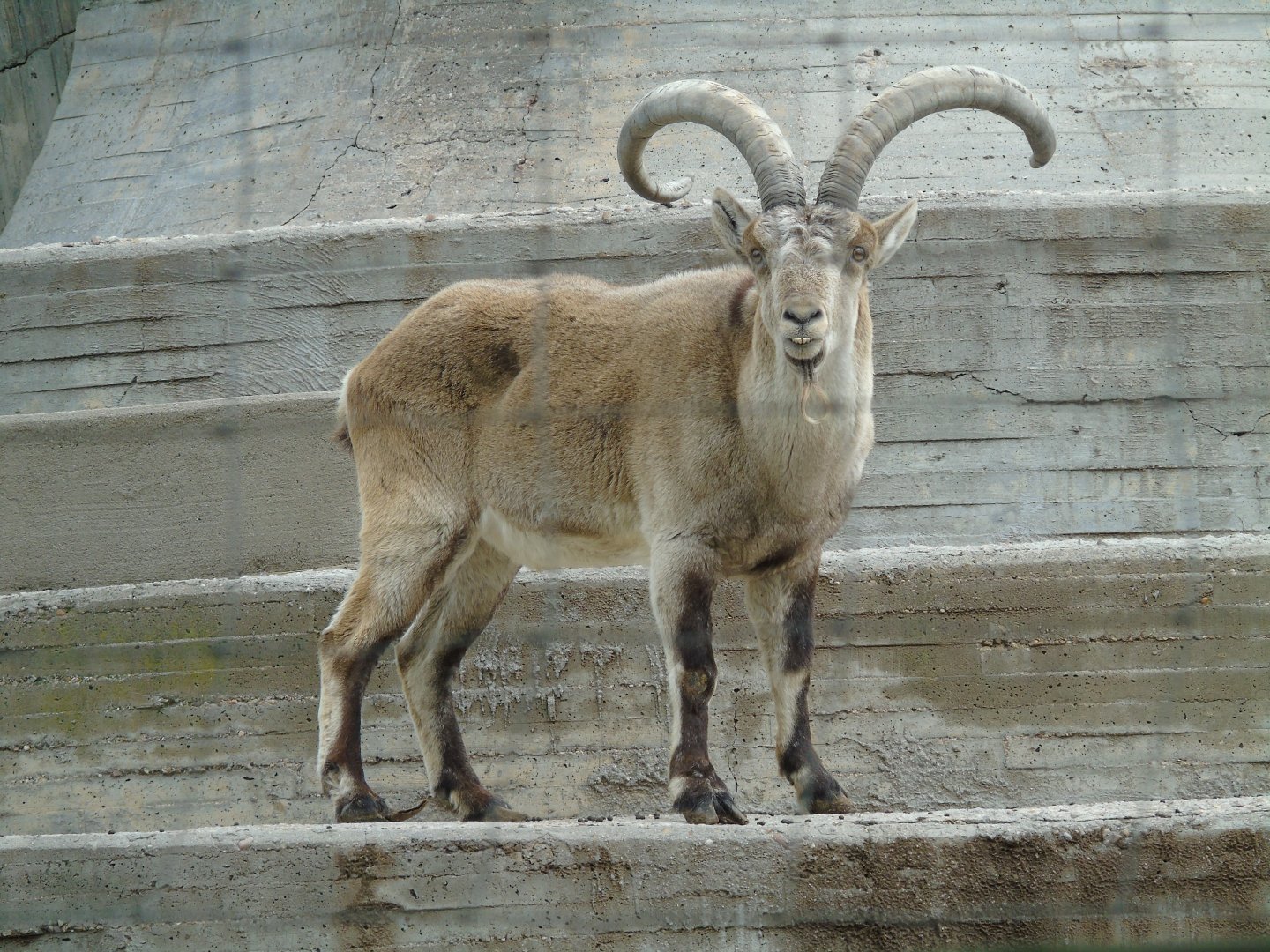 South-east Spanish ibex