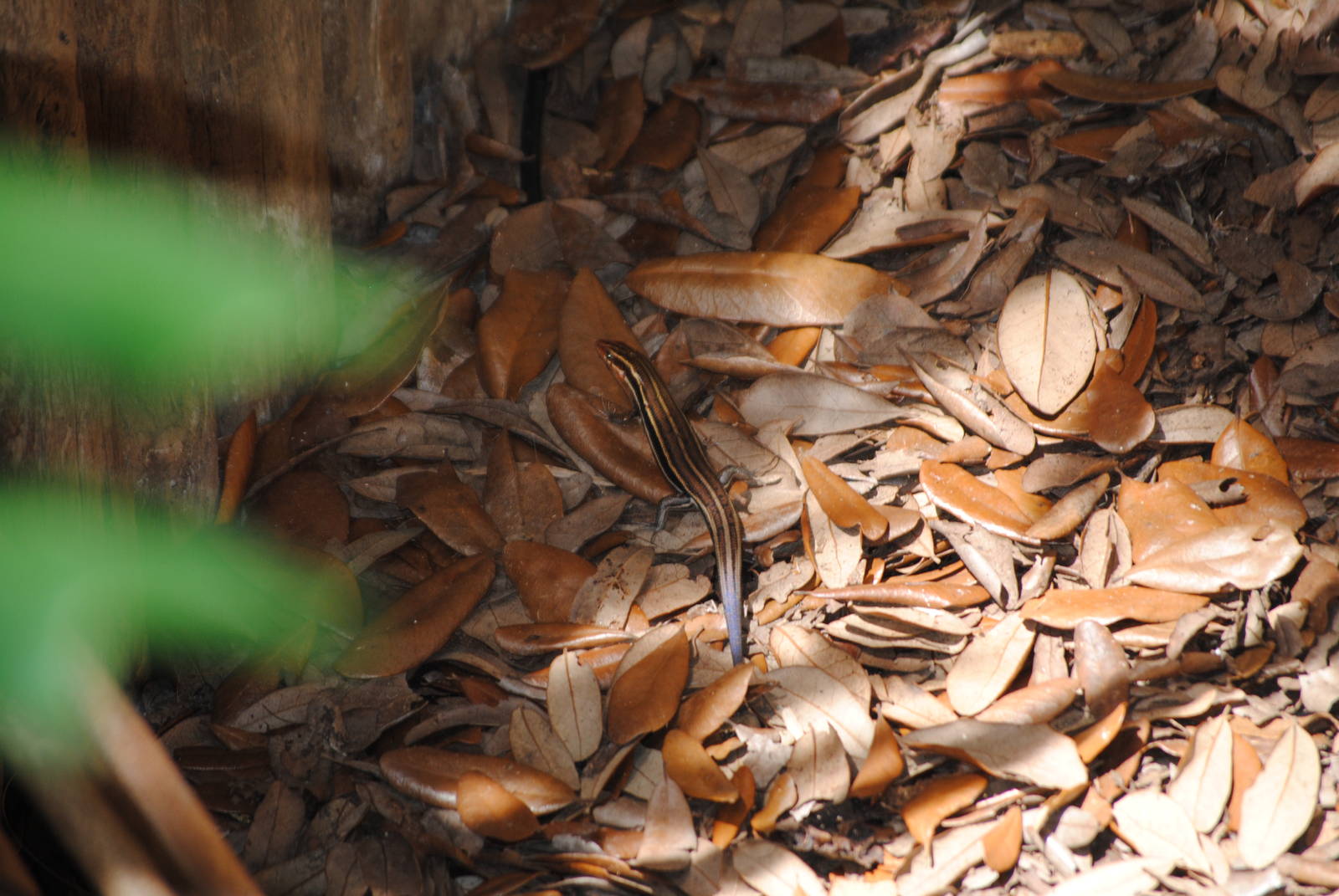 South Eastern 5 lined Skink
