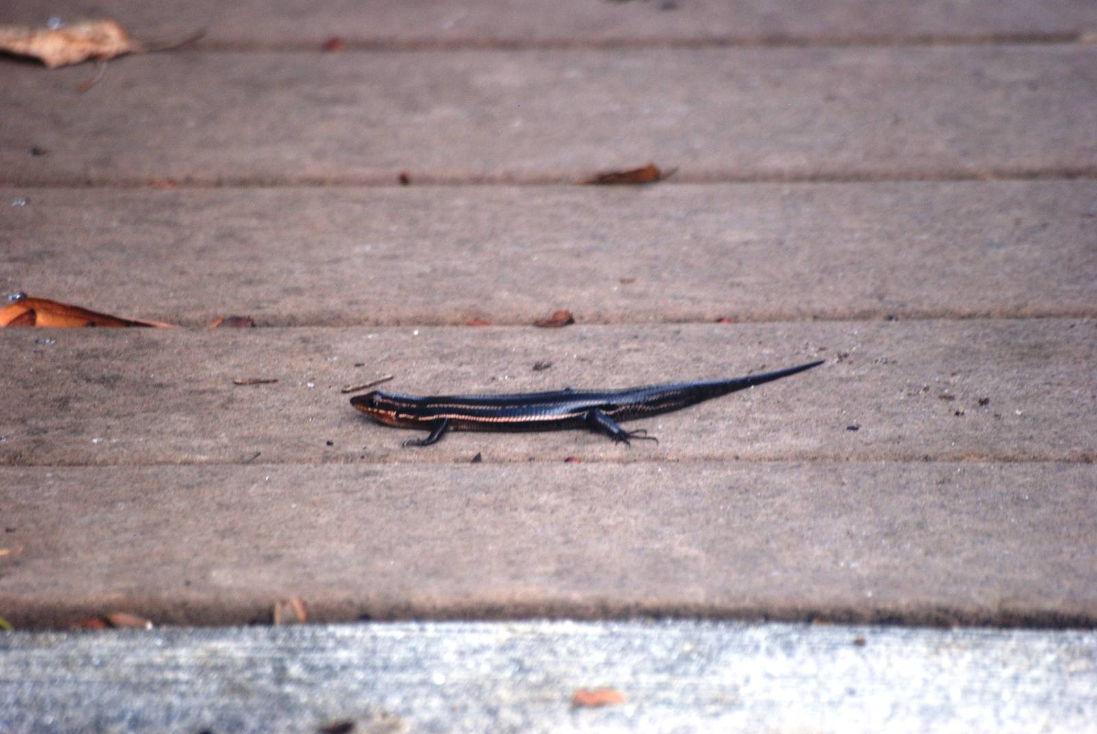 South-eastern Five-lined Skink, Punta Gorda, October 2013