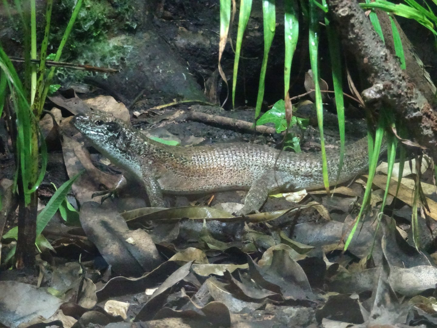South-Eastern Girdled Lizard  23 August 2025