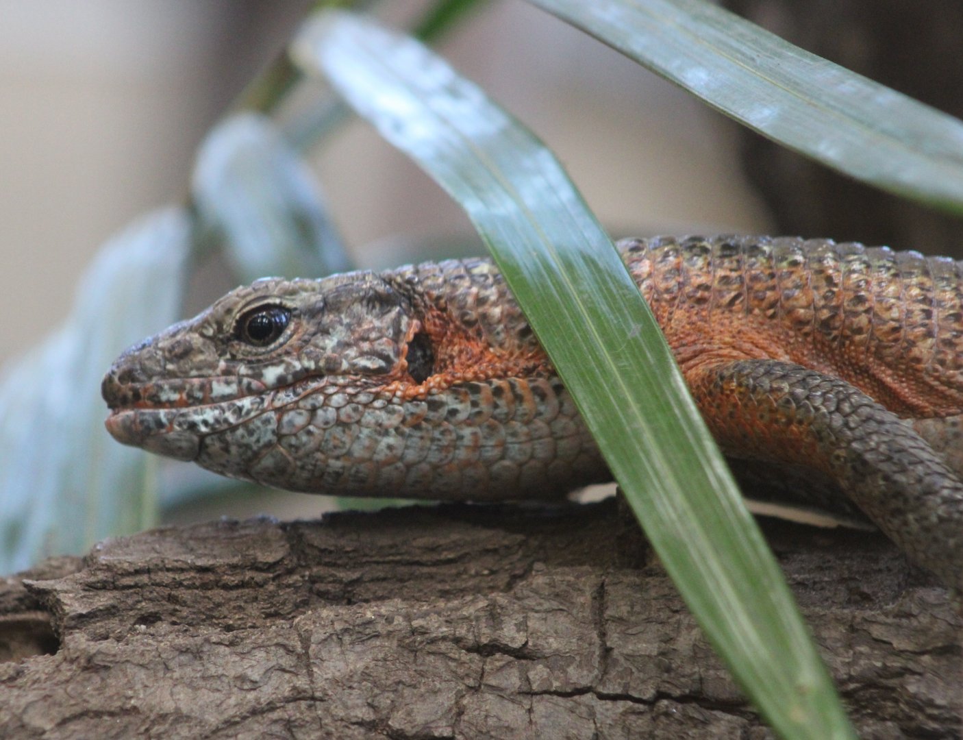 South-eastern girdled lizard - Zonosaurus maximus
