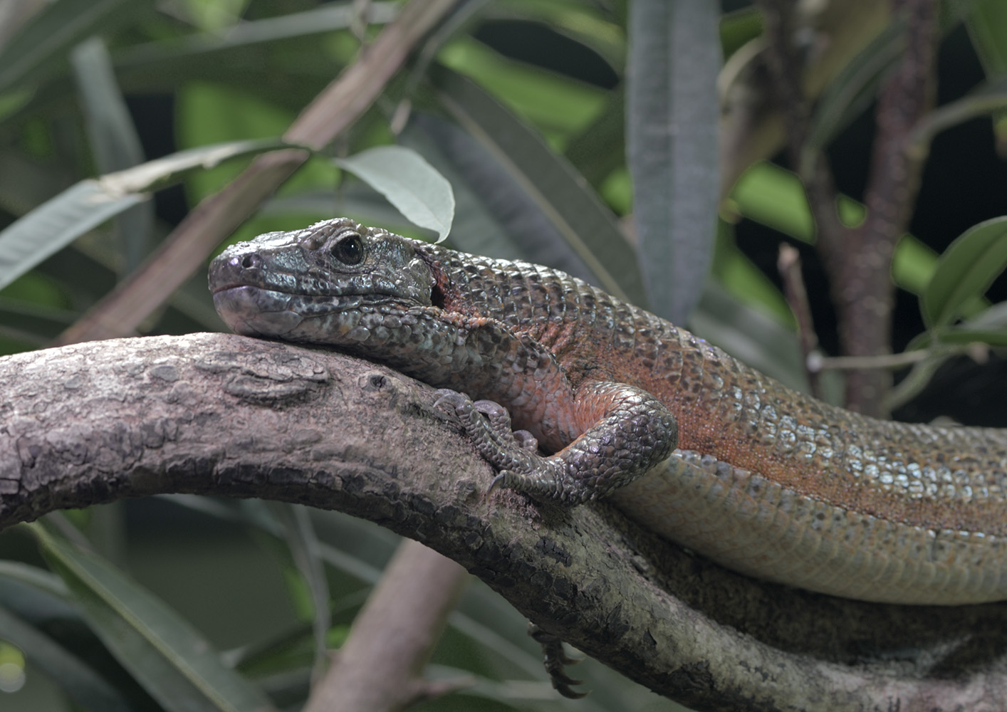 South-eastern girdled lizard