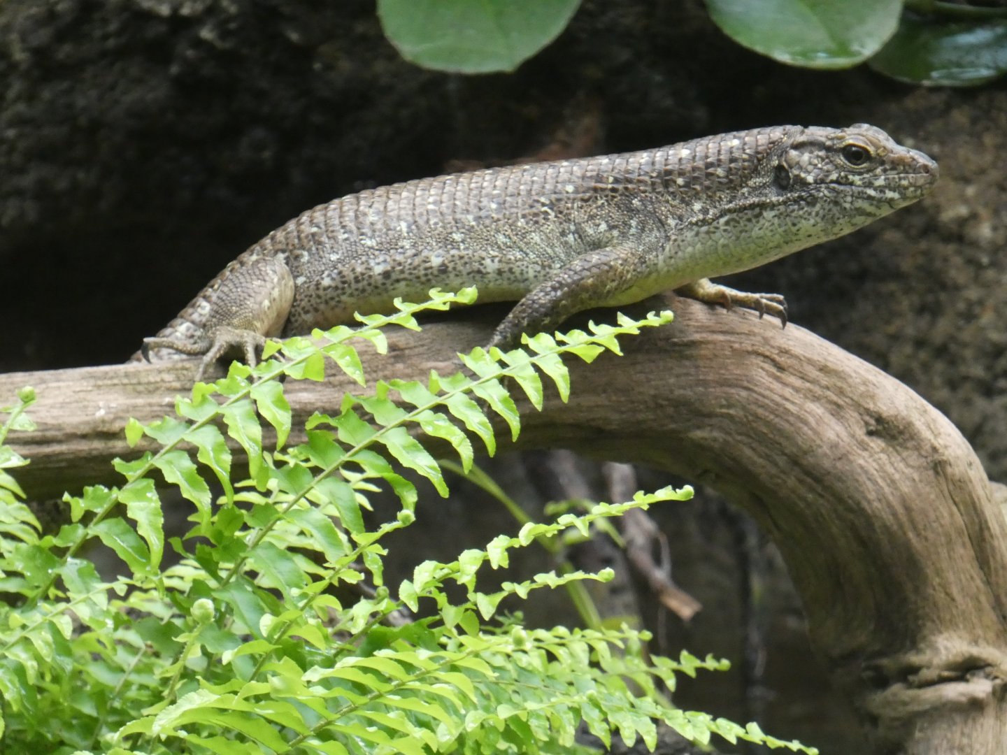 South-Eastern girdled lizard