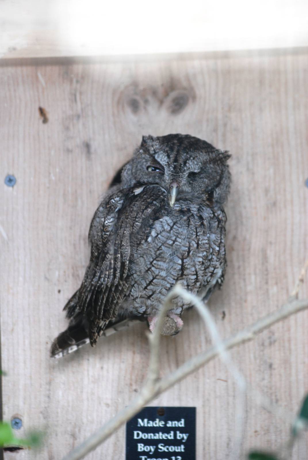 South-eastern Screech Owl at Peace River Wildlife Centre, 09/10/13