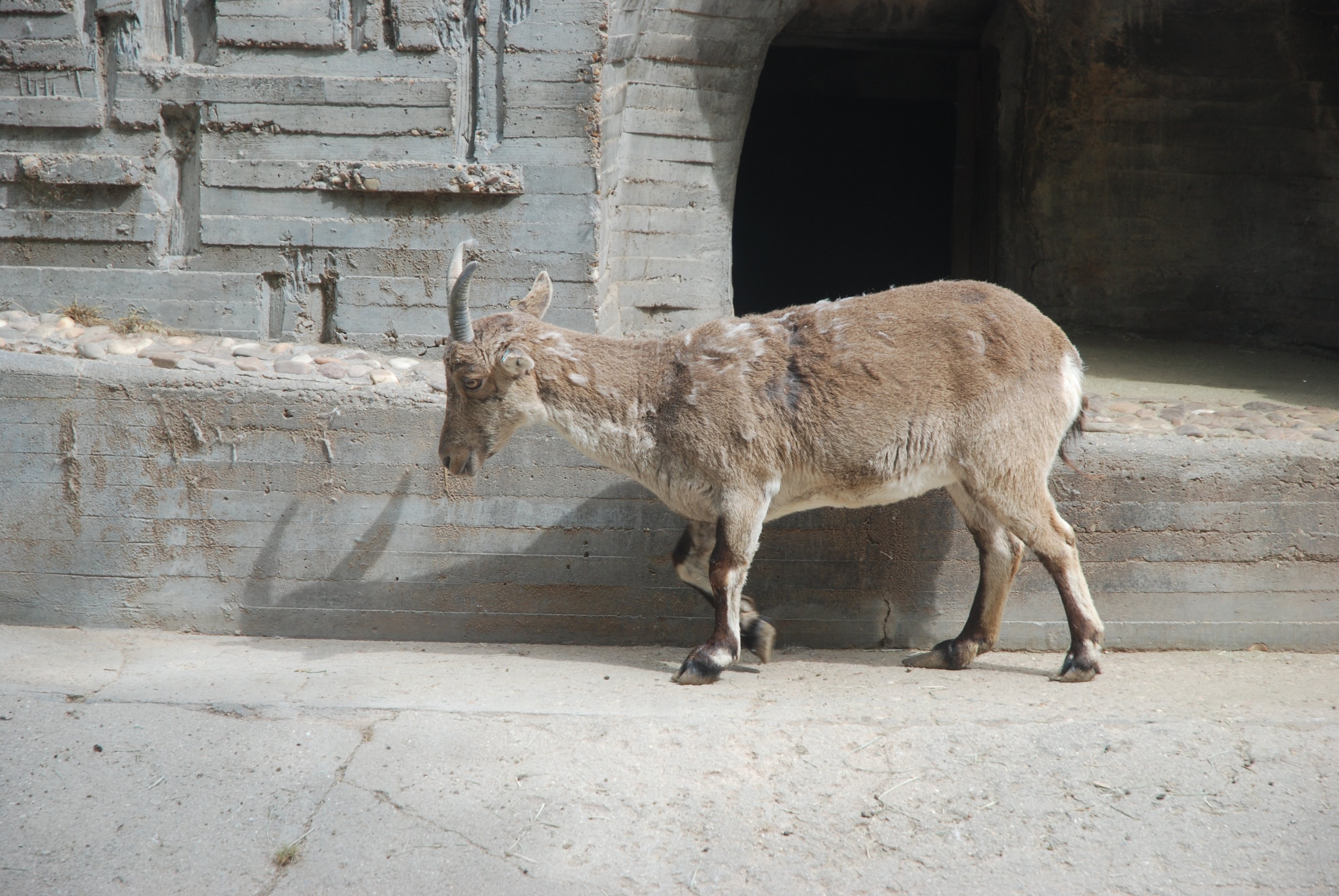 South-eastern Spanish Ibex at Zoo Aquarium de Madrid, 20th May 2022